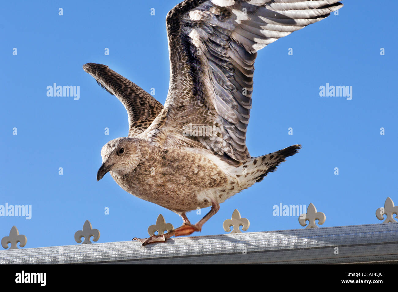 Un Bebe Mouette Repete Sa Technique De Vol D Un Toit De Serre A Brighton East Sussex England Uk Photo Stock Alamy