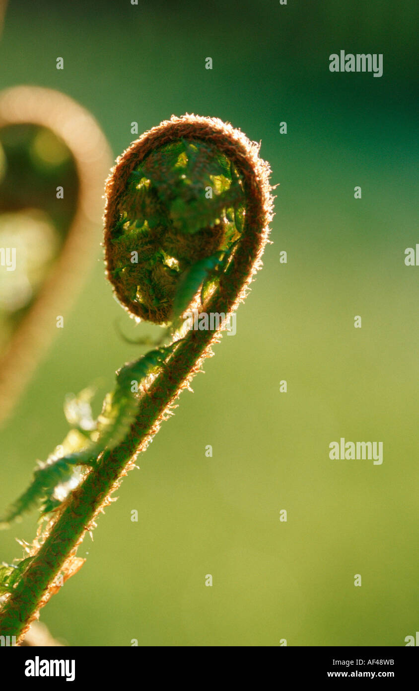 Lady Fern, Suisse / (Athyrium filix-femina) Banque D'Images