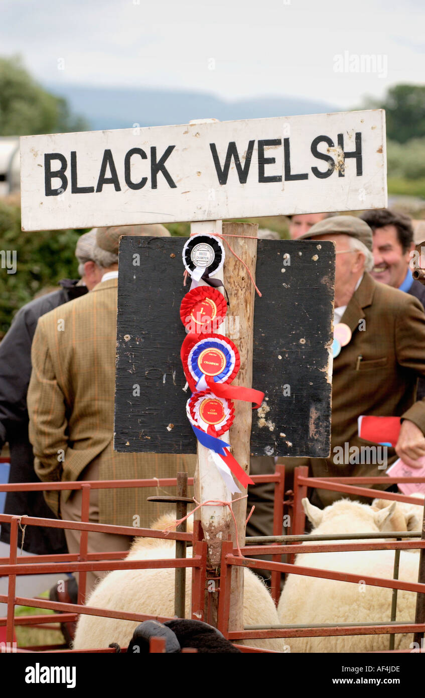 Rosettes de l'élevage à Brecknockshire spectacle annuel de la Société agricole dans sa 250e année, dans la ville de Brecon Powys Pays de Galles Banque D'Images