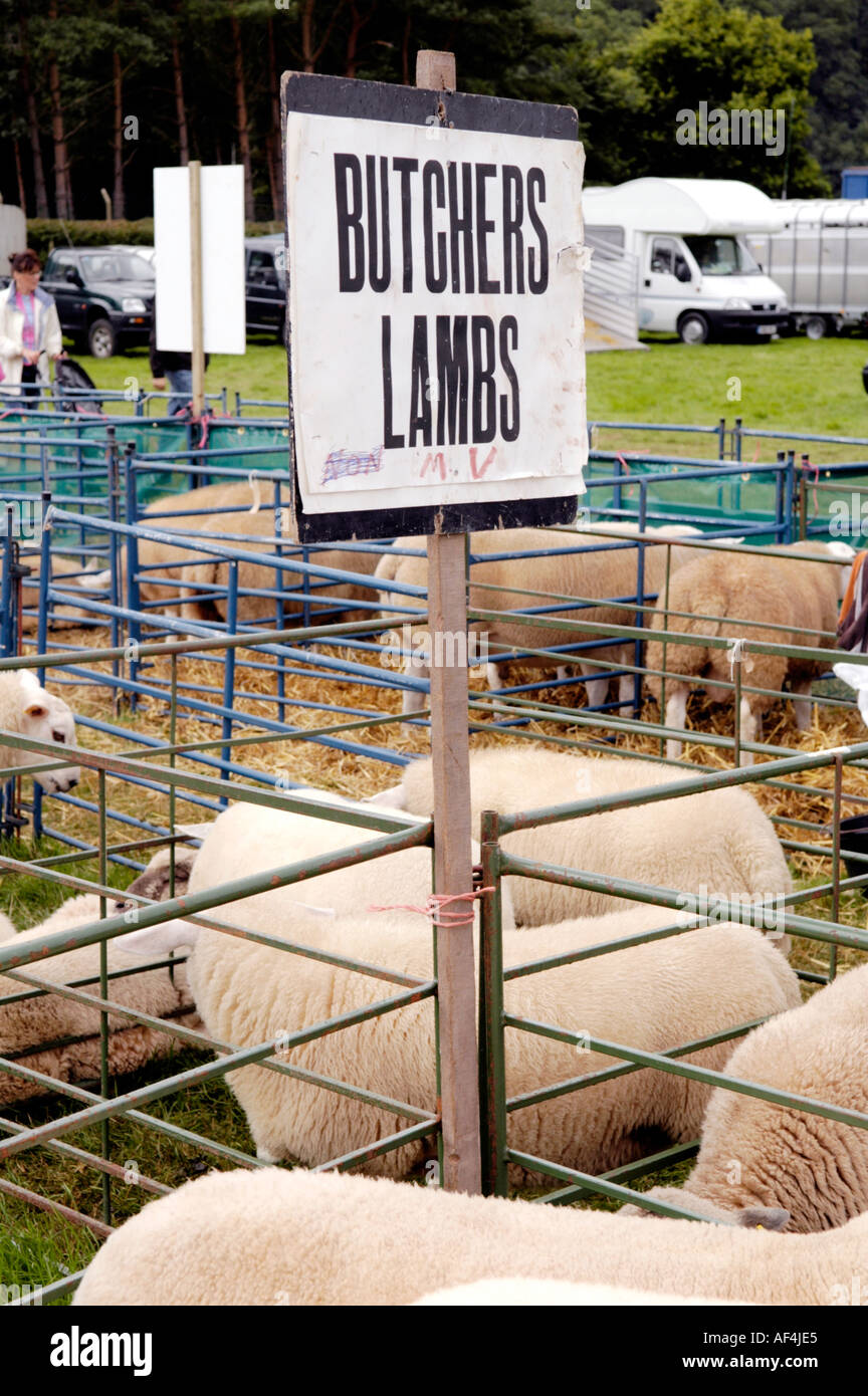 Des stylos de moutons à Brecknockshire spectacle annuel de la Société agricole dans sa 250e année, dans la ville de Brecon Powys Pays de Galles UK Banque D'Images