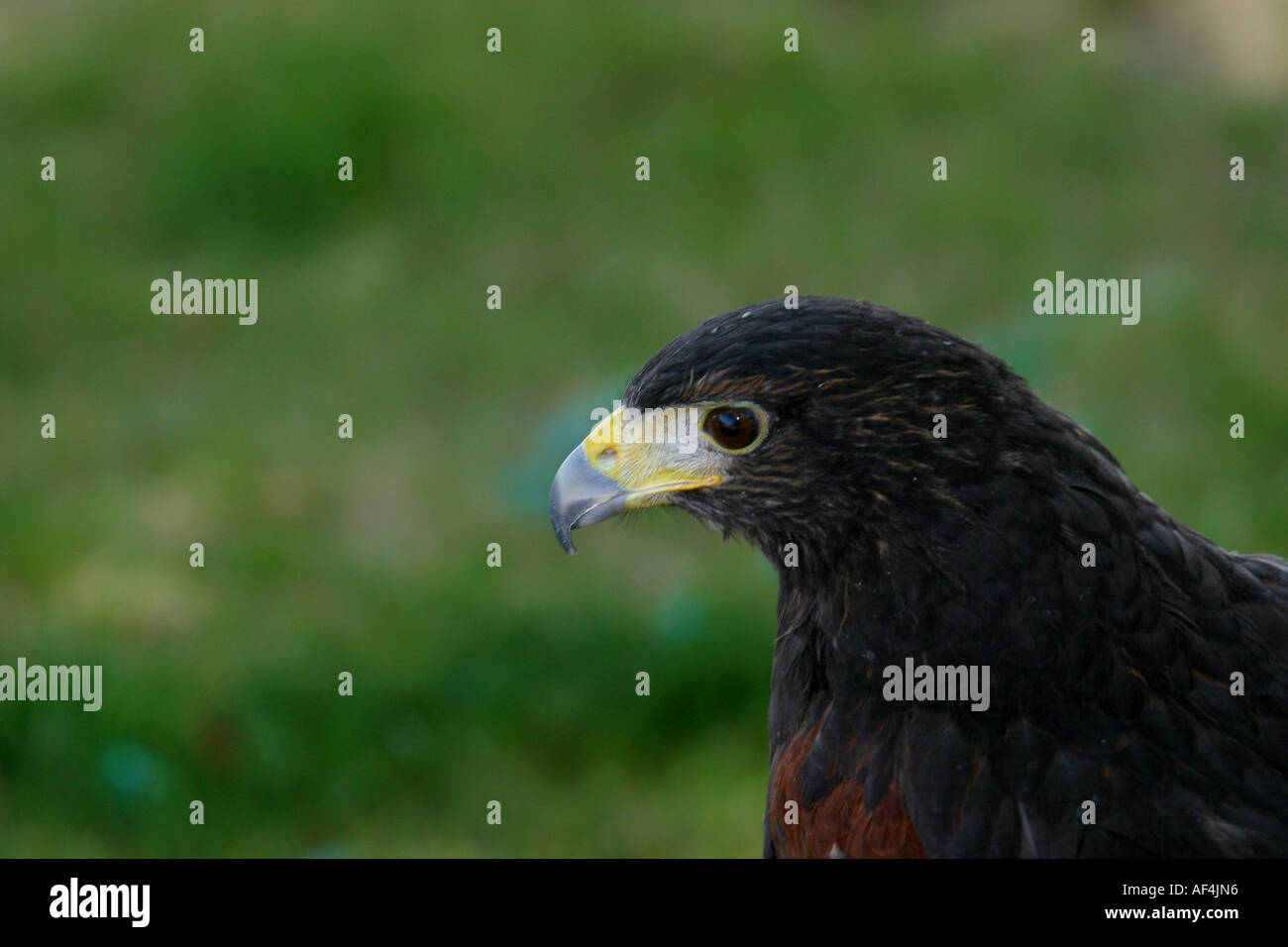 Les oiseaux de proie de l'Amérique du Nord. Swainsons, Hawk Buteo swainsoni Banque D'Images