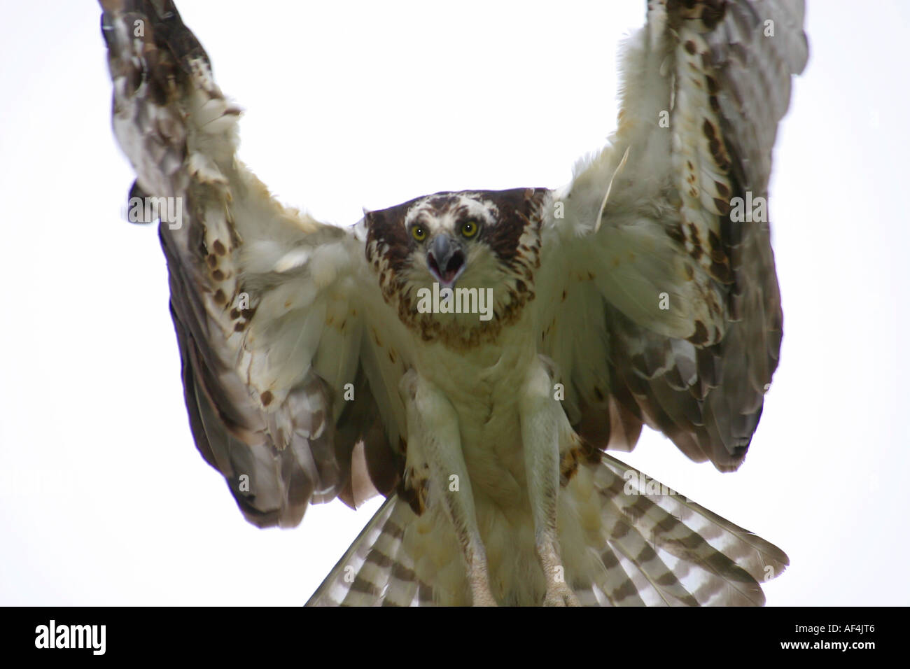 Les oiseaux de l'Amérique du Nord, Alberta Canada, le balbuzard pêcheur, Pandion haliaetus. Protectiing le nid Banque D'Images