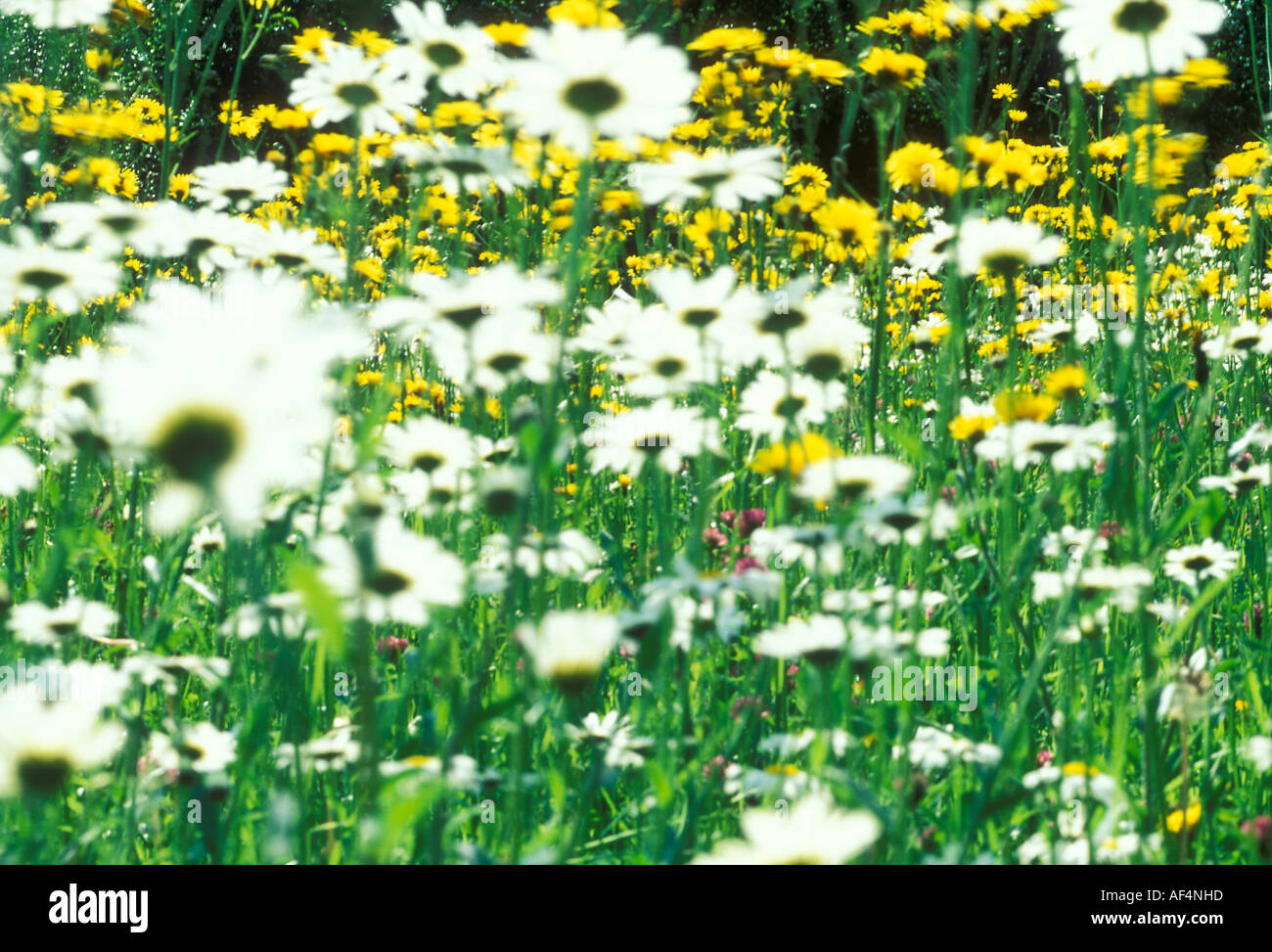Summer meadow avec oxeye daisys jaune et crowfood Banque D'Images