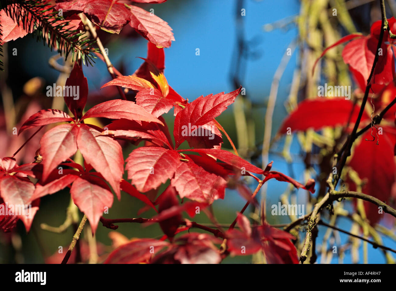 Les feuilles de noyer sous une lumière vive Banque D'Images