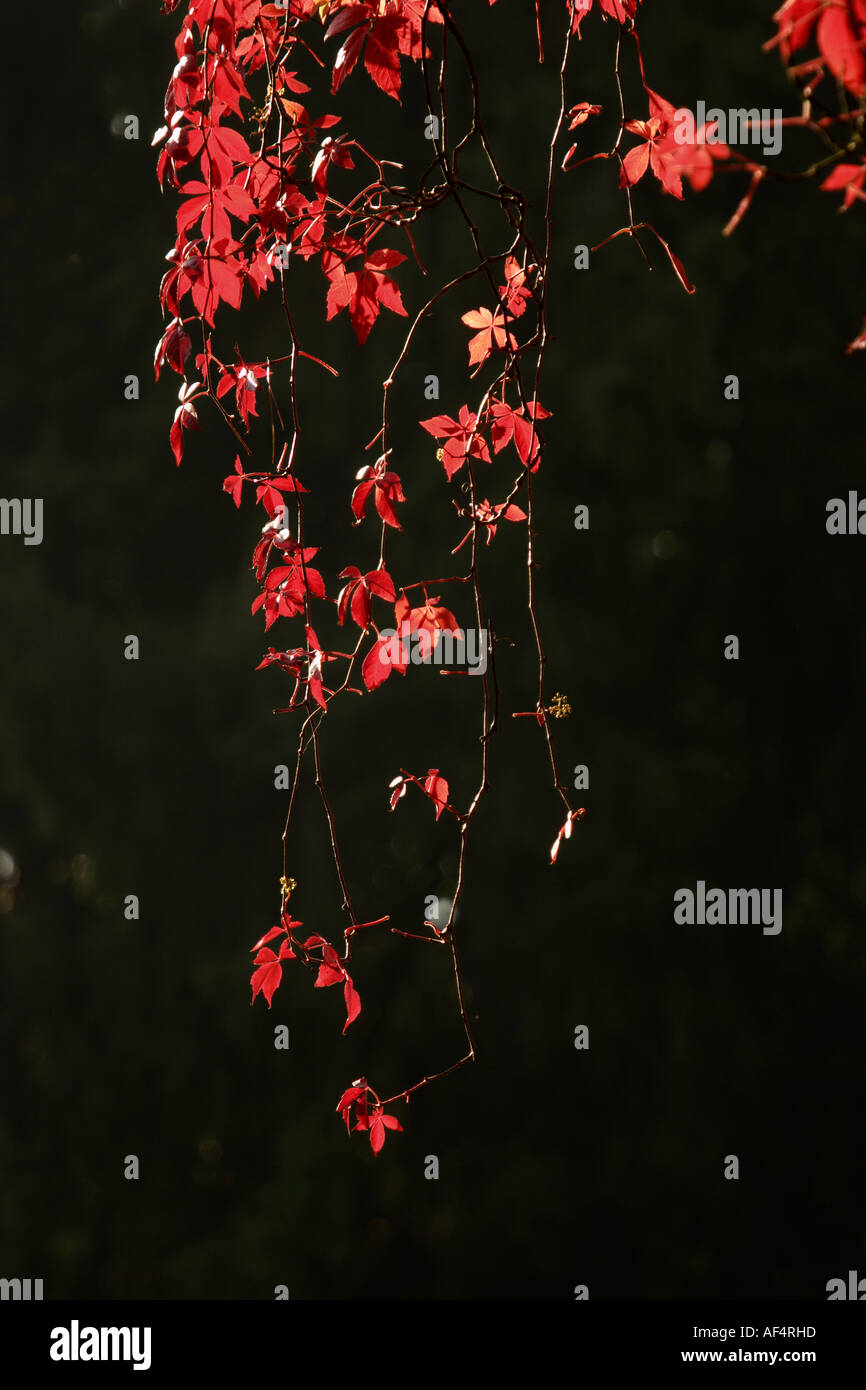 Les feuilles de noyer rouge rétro-éclairé sur un fond sombre - copy space Banque D'Images