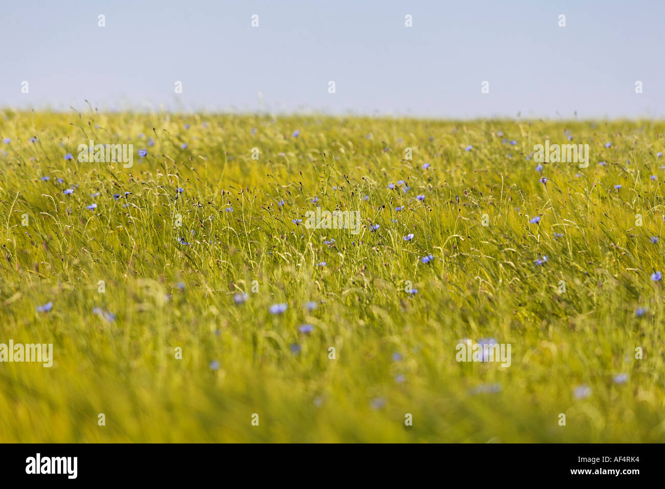 Champ de céréales Allemagne Banque D'Images