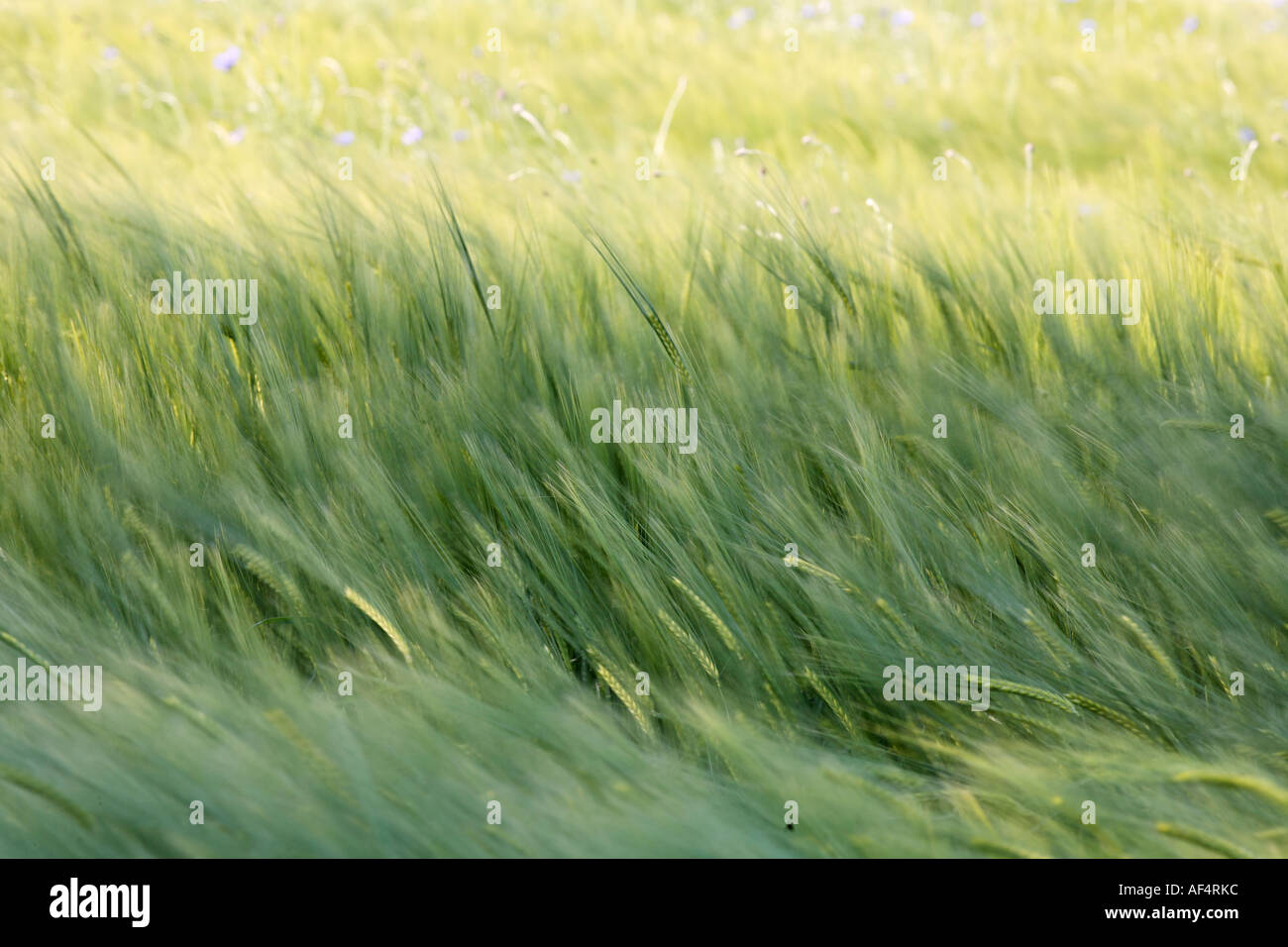 Champ de céréales Allemagne Banque D'Images
