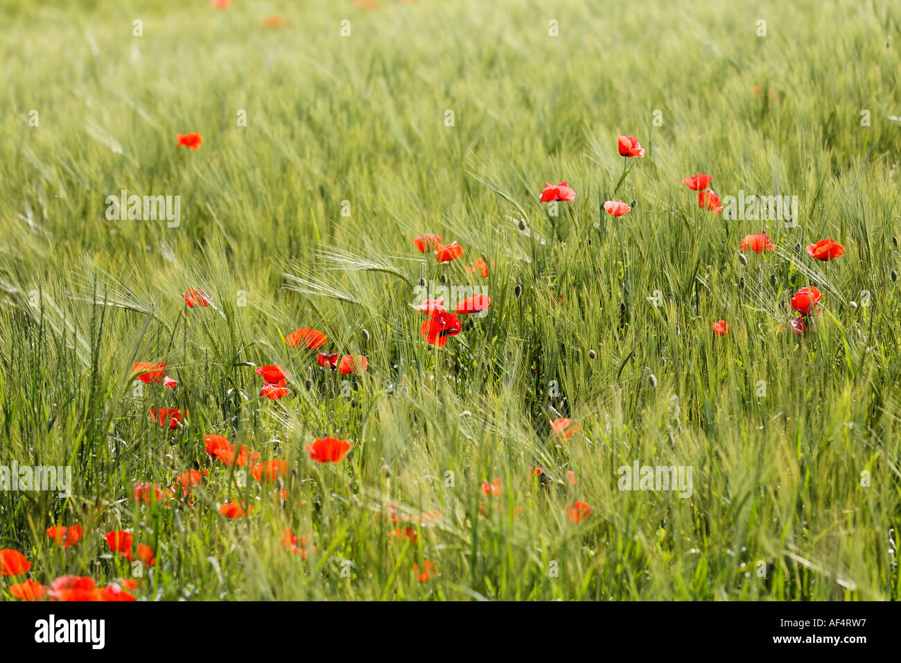 Champ de céréales et coquelicots Allemagne Bavière Haut-palatinat Banque D'Images