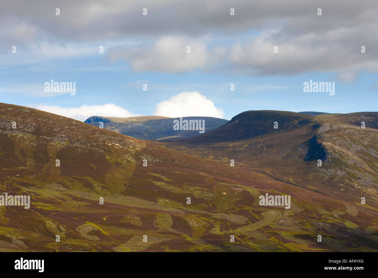Heather en fleur, une couverture de lilas dans les Highlands écossais. Paysage de teintes violettes glorieuses des landes écossaises de bruyère en août, Écosse, Royaume-Uni Banque D'Images