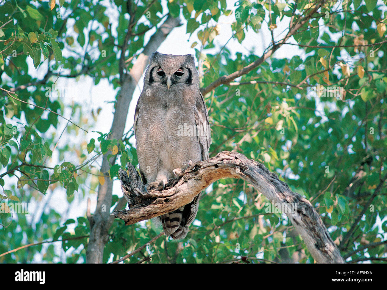 S de verreaux Grand-duc Bubo LACTEUS perché dans un arbre en plein jour le Parc National de Chobe au Botswana Afrique du Sud Banque D'Images