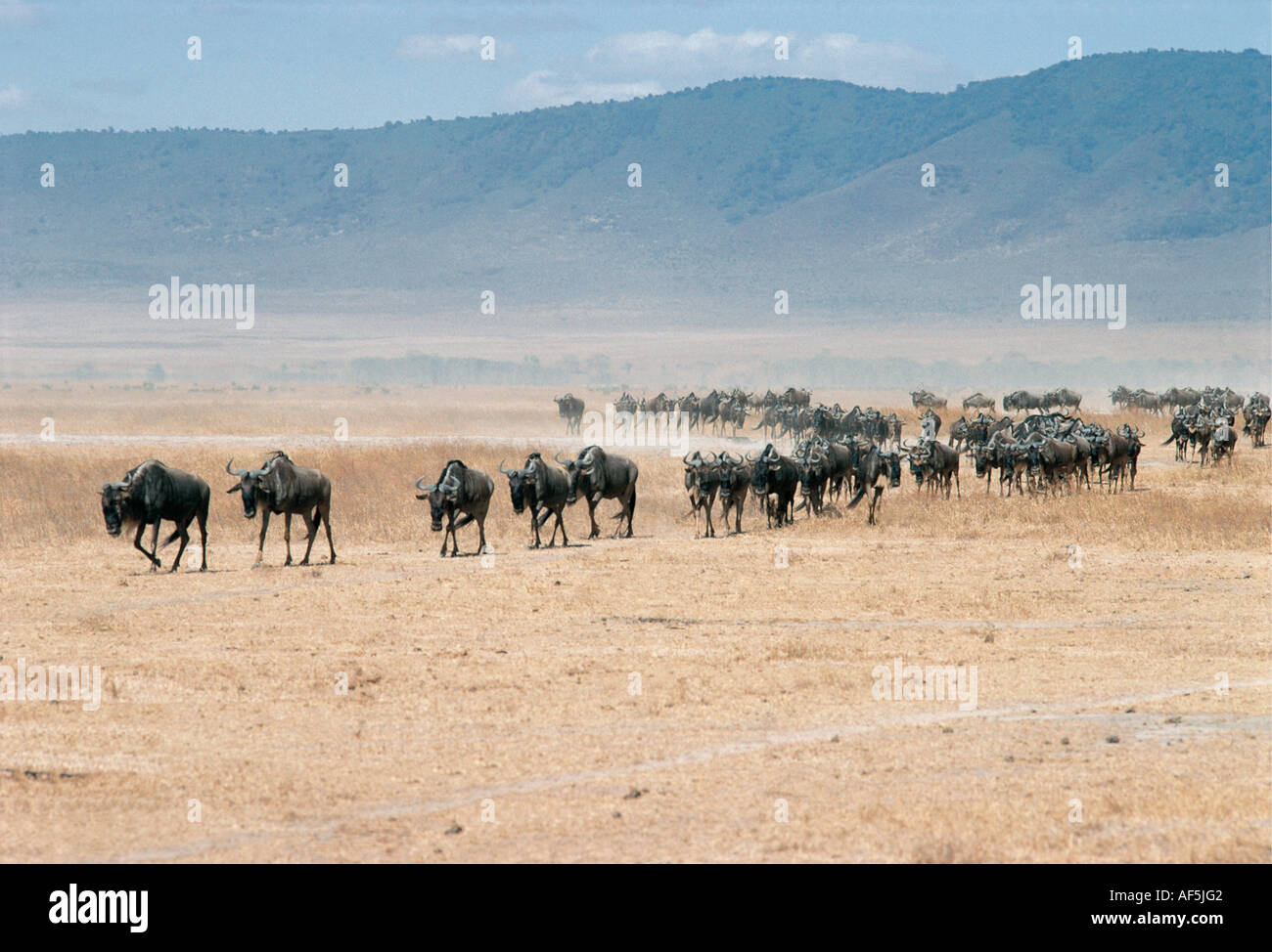 Une longue ligne de gnous trekking à travers le plancher sec du cratère du Ngorongoro Tanzanie Afrique de l'Est Banque D'Images