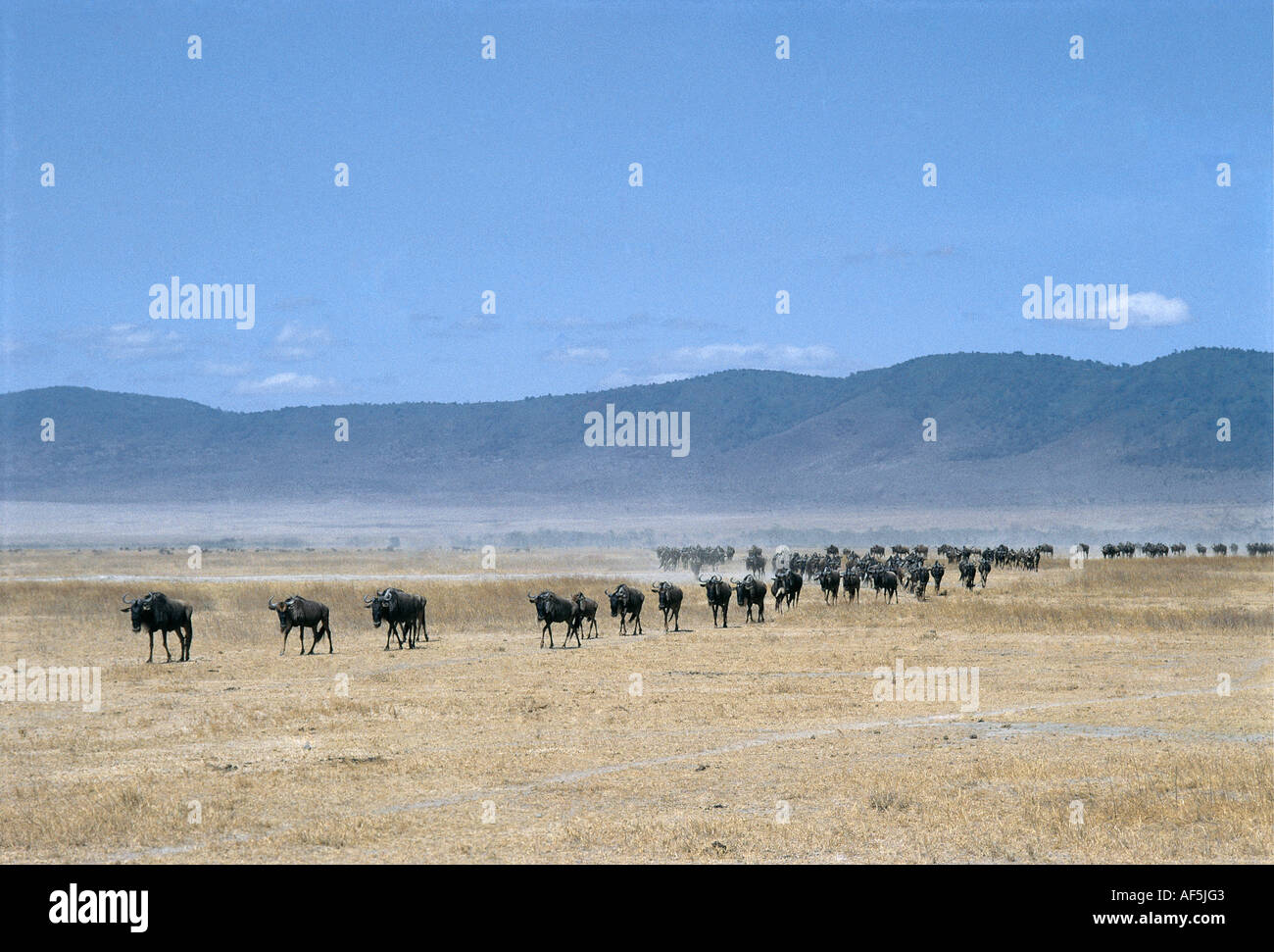 Une longue ligne de gnous trekking à travers le plancher sec du cratère du Ngorongoro Tanzanie Afrique de l'Est Banque D'Images
