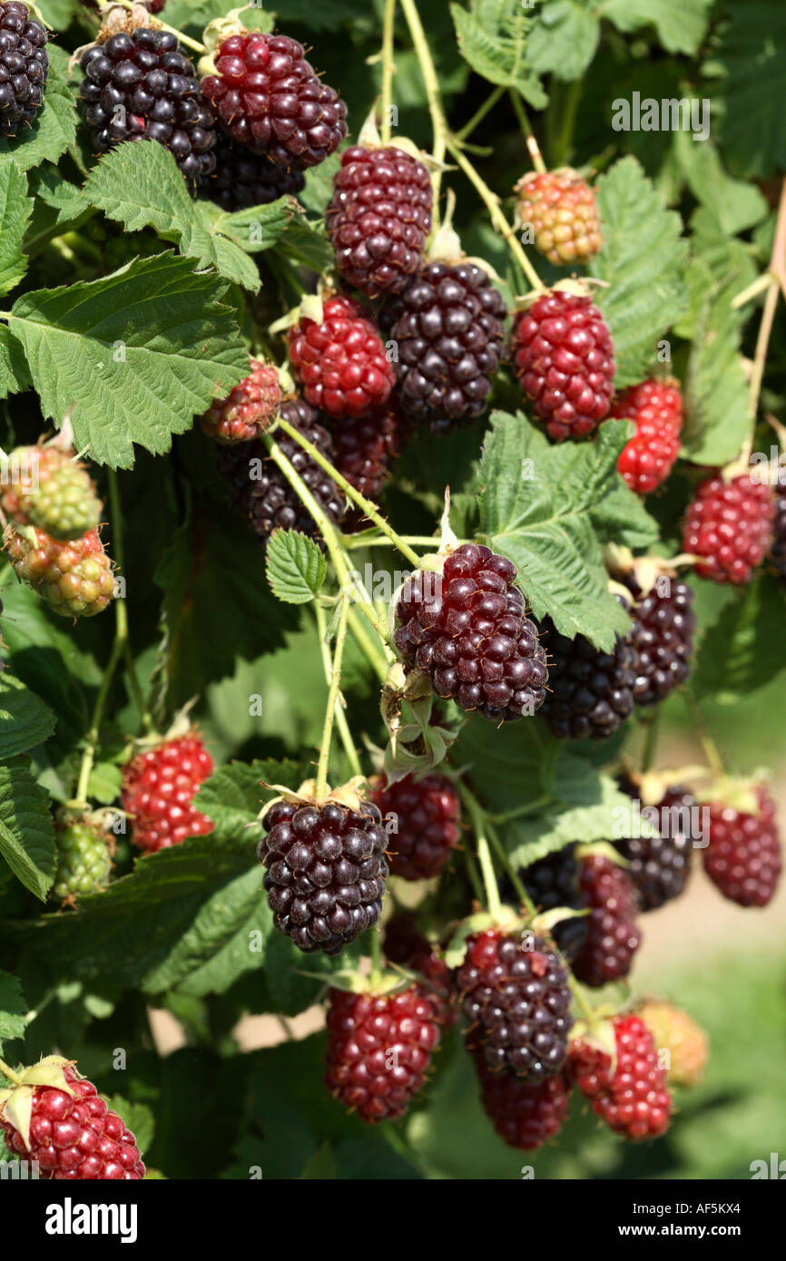 Boysen Berry Banque D'Images