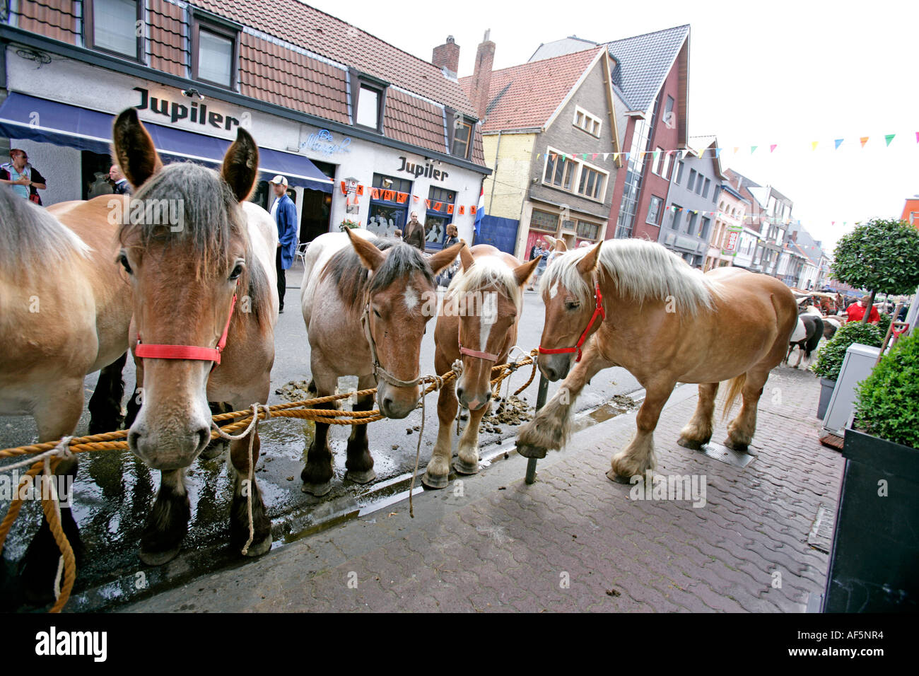 Les chevaux en attente de vendre à cheval traditionnelle Torhout Belgique 2006 De nombreux rendez-vous aux bouchers yard Banque D'Images