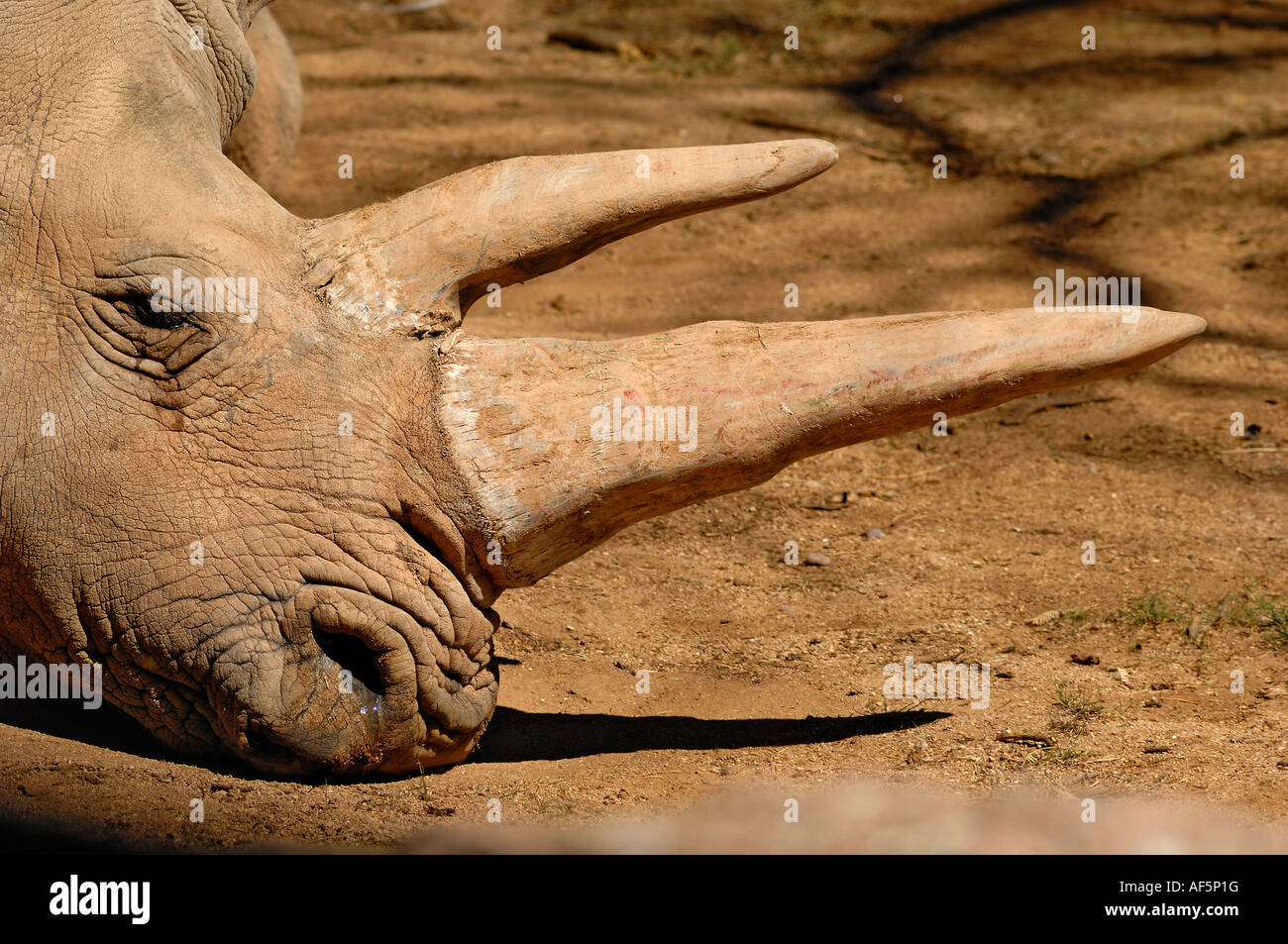 Portrait d'un rhinocéros blanc. Ceratotherium simum Banque D'Images