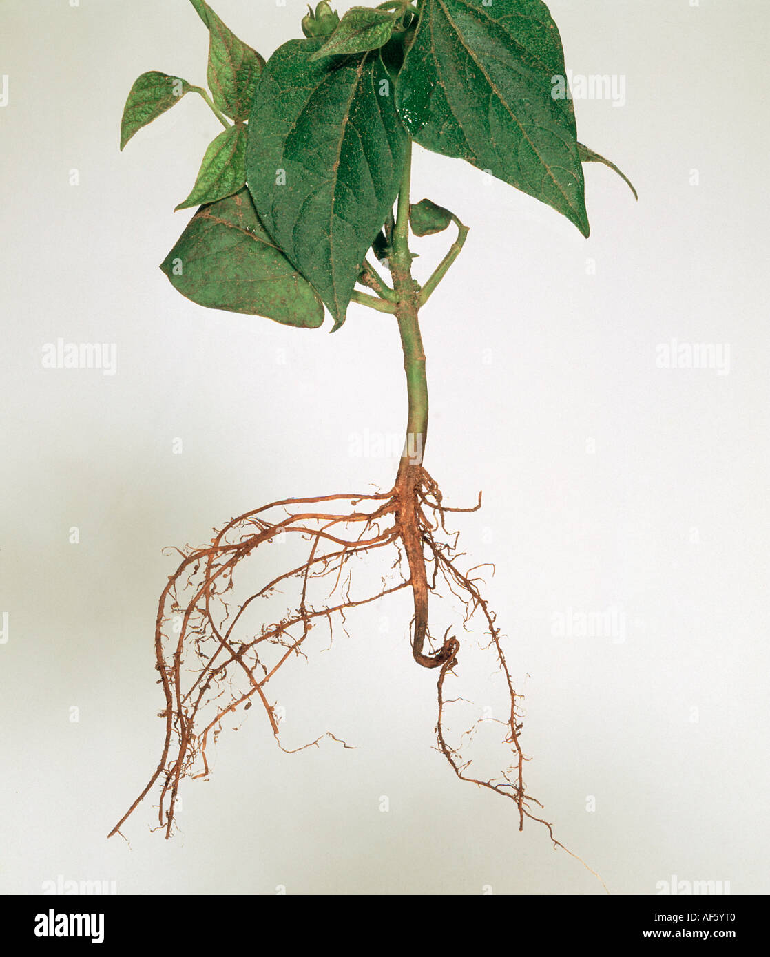 Fusarioses Fusarium solani sur gree des semis de haricots Photo Stock -  Alamy