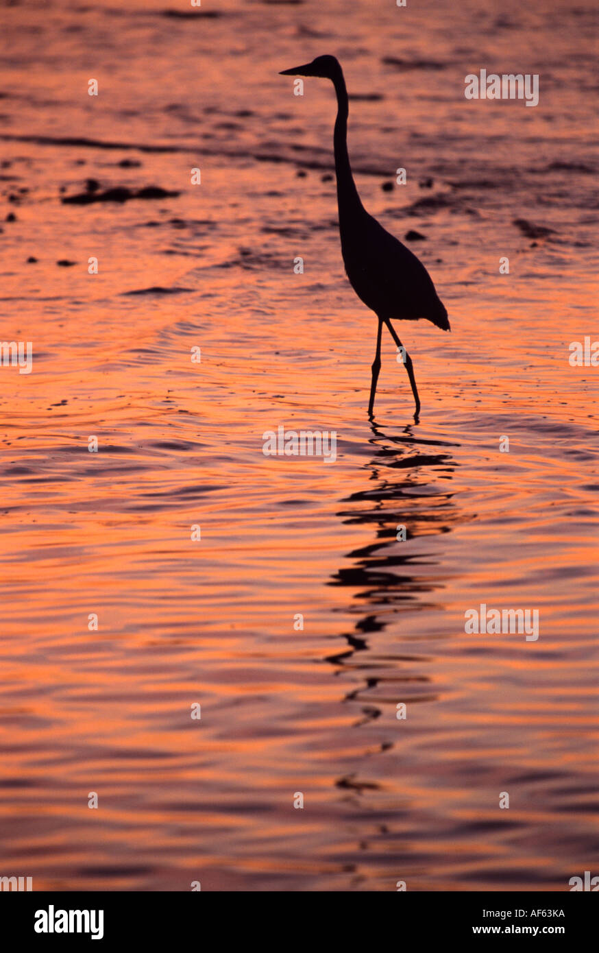 Great Blue Herron chasse le long du littoral au coucher du soleil, Bahia Honda State Park, Bahia Honda Key, en Floride. Banque D'Images