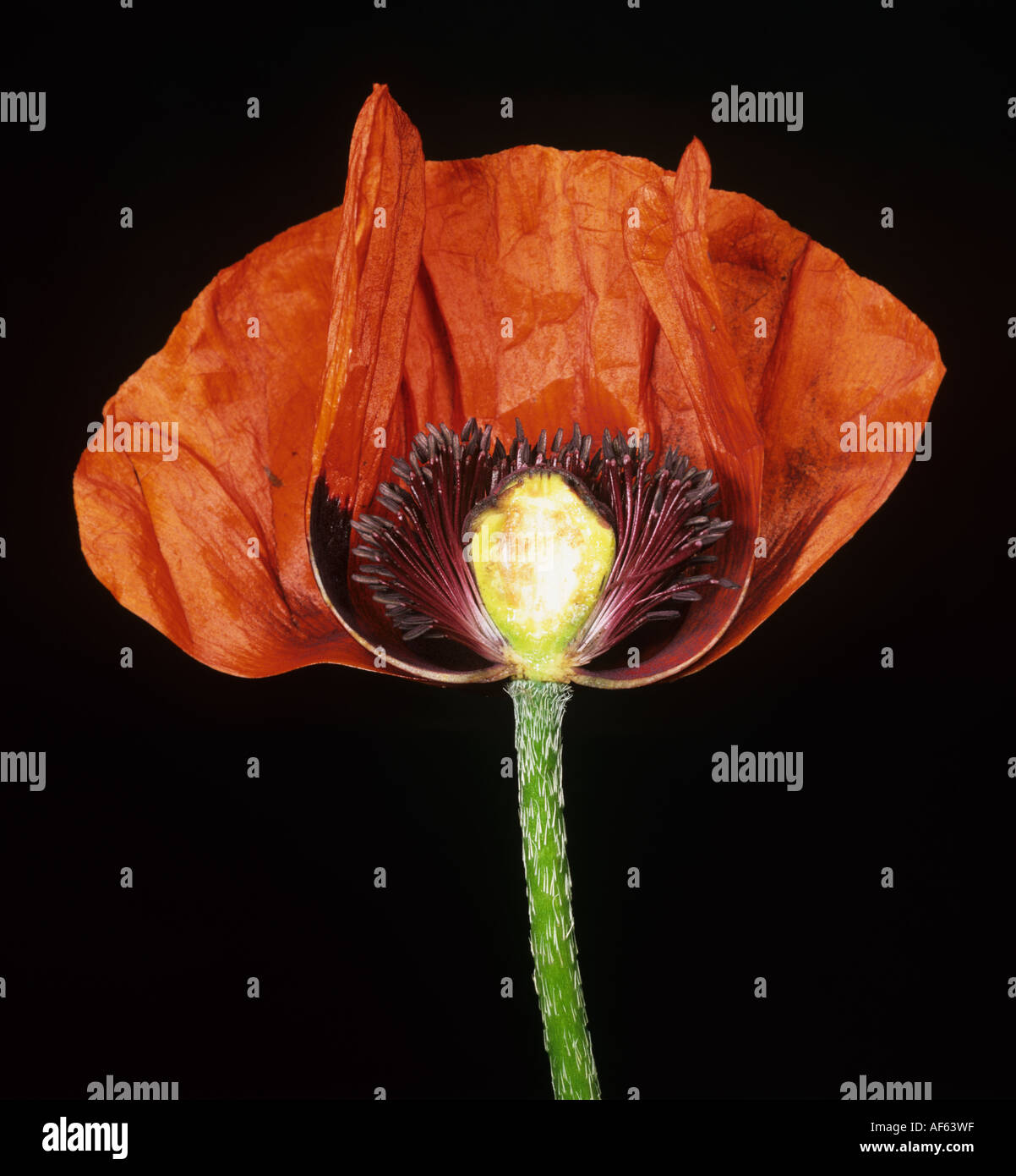 Section à travers la fleur d'un pavot d'orient Papaver orientalis Banque D'Images