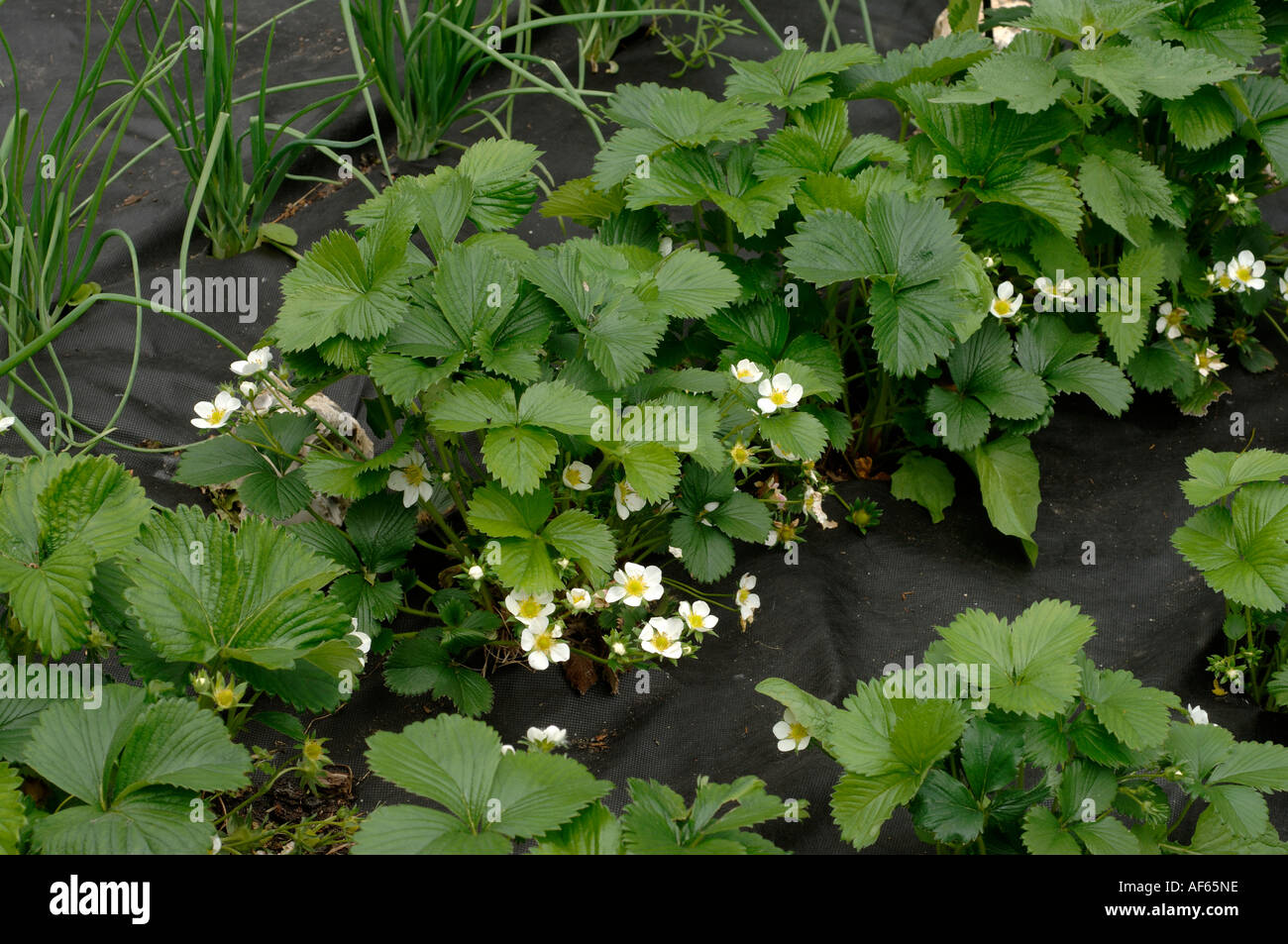Les fraisiers en fleurs avec doublure en tissu noir le paillage pour éviter la concurrence des mauvaises herbes Banque D'Images