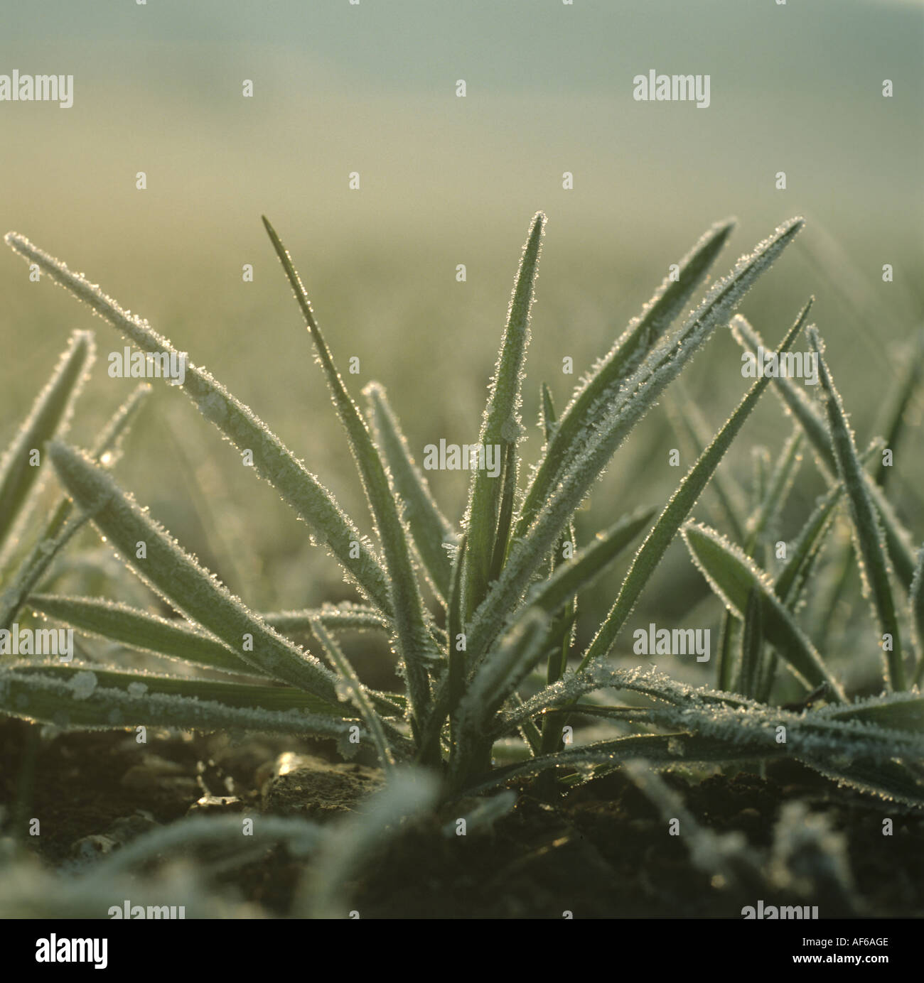 Close up du niveau du sol d'orge les plantes avec le gel au petit matin Banque D'Images