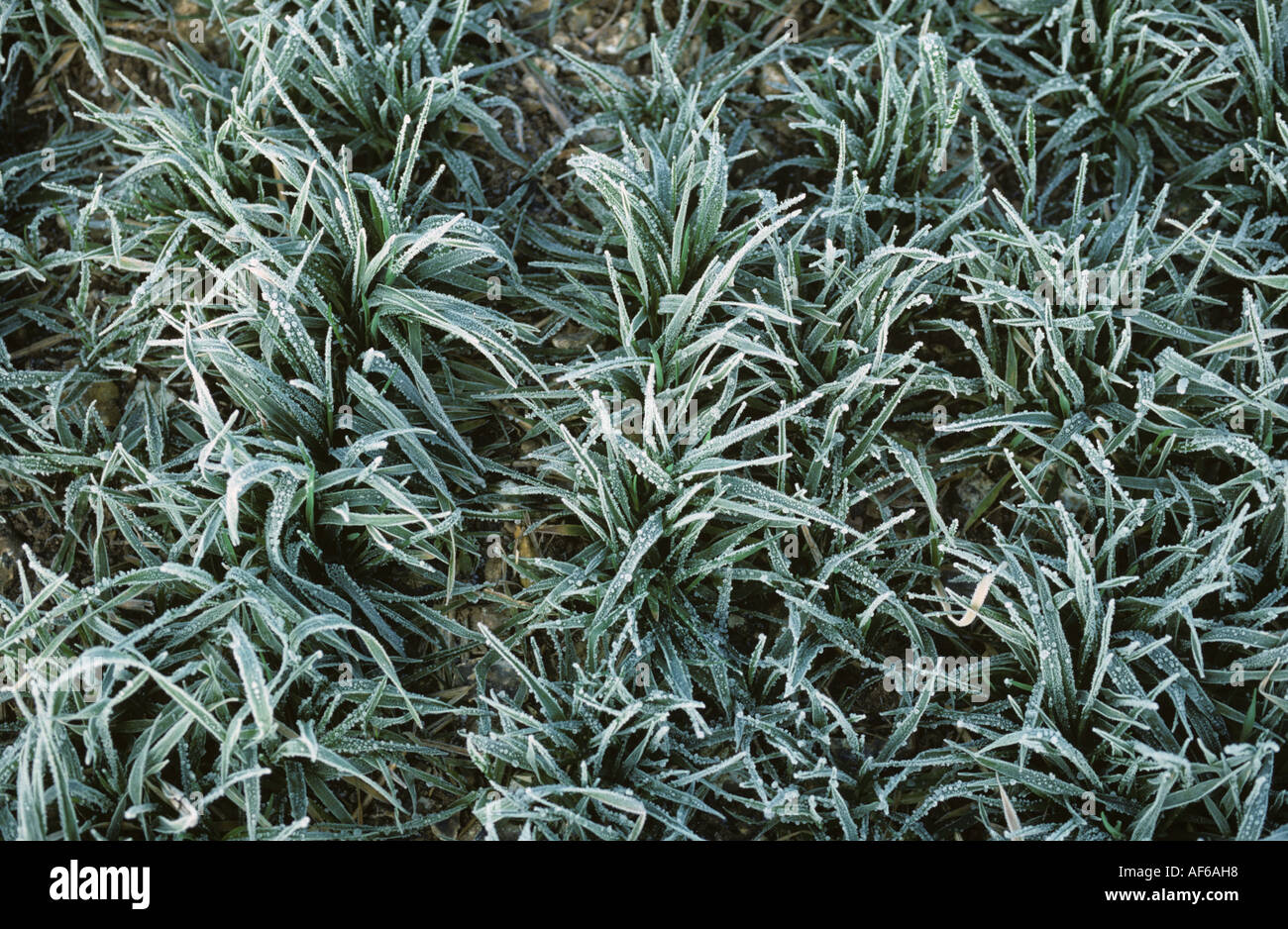 Jeunes plants d'orge par un froid matin d'hiver glacial Banque D'Images