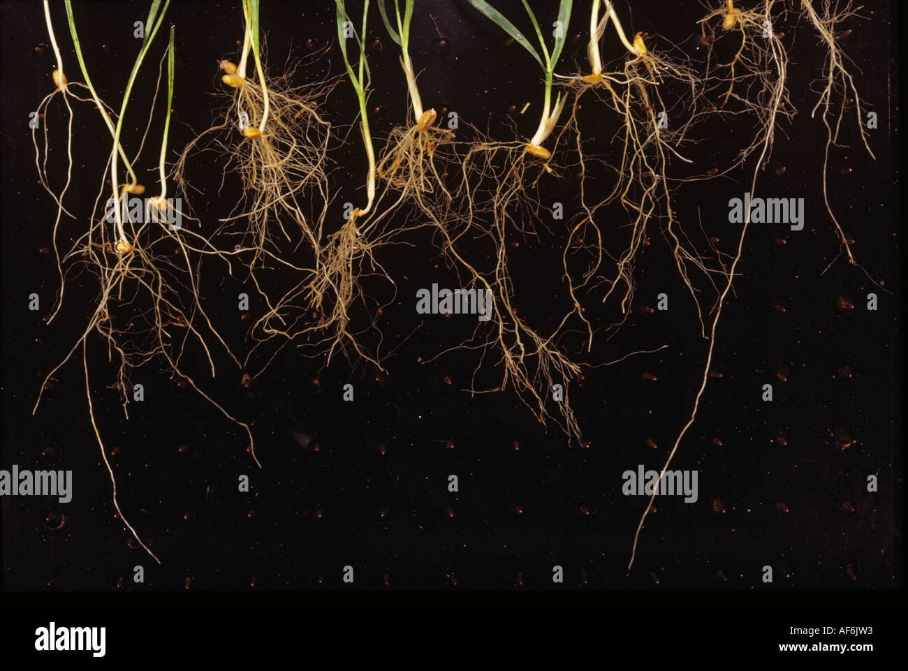 Les racines des semis de blé d'hiver de l'échantillon établi dans un lit de semence cultivées peu profondes Banque D'Images