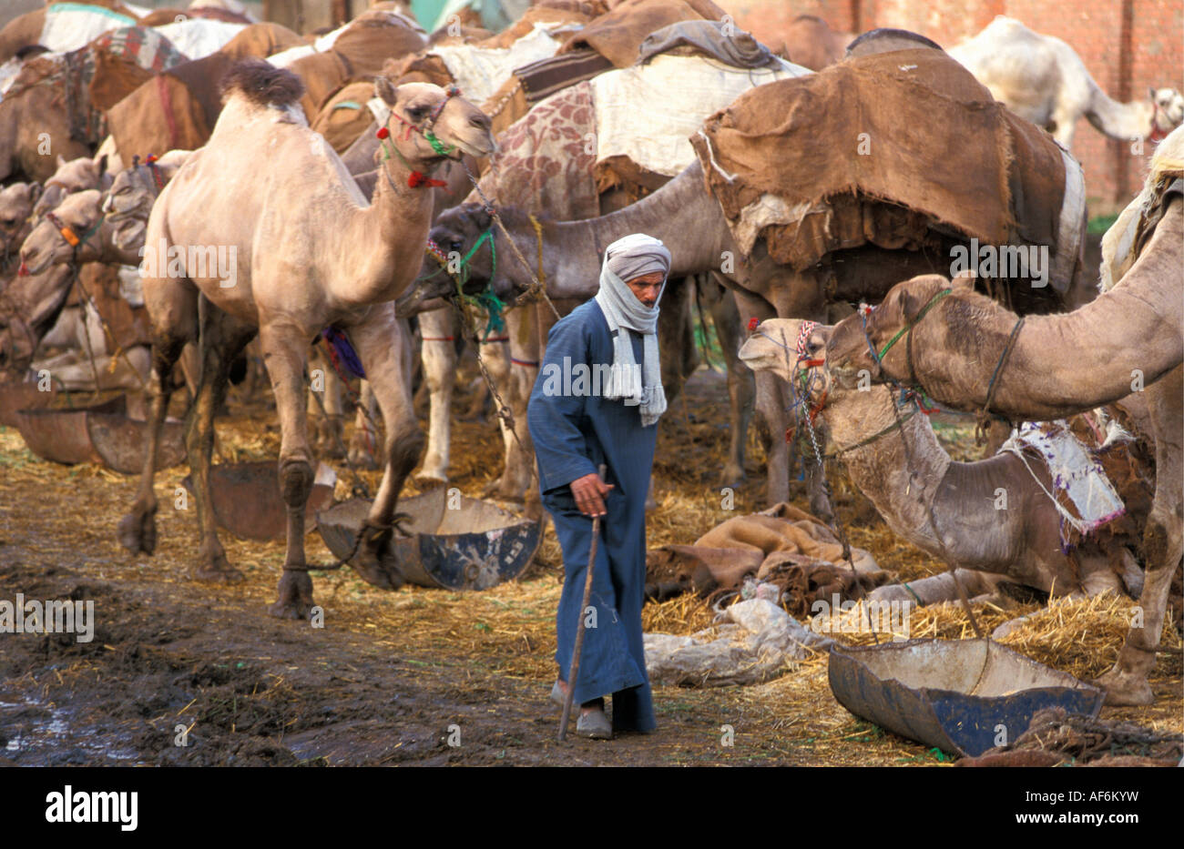 Egypte Le Caire homme marchant avec au camel en marché aux chameaux Banque D'Images