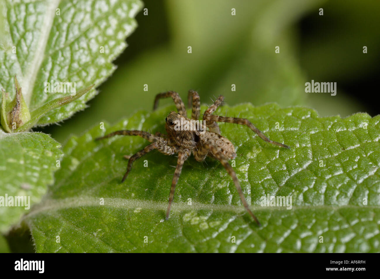 Pardosa amentata araignée-loup juvénile Banque D'Images