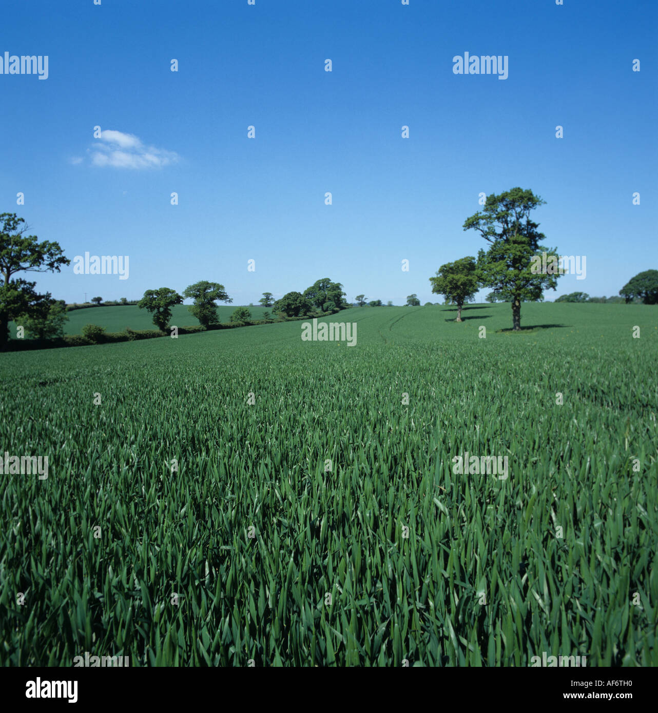 Au stade de la récolte de blé de la feuille étendard au même domaine avec des arbres de chêne Banque D'Images