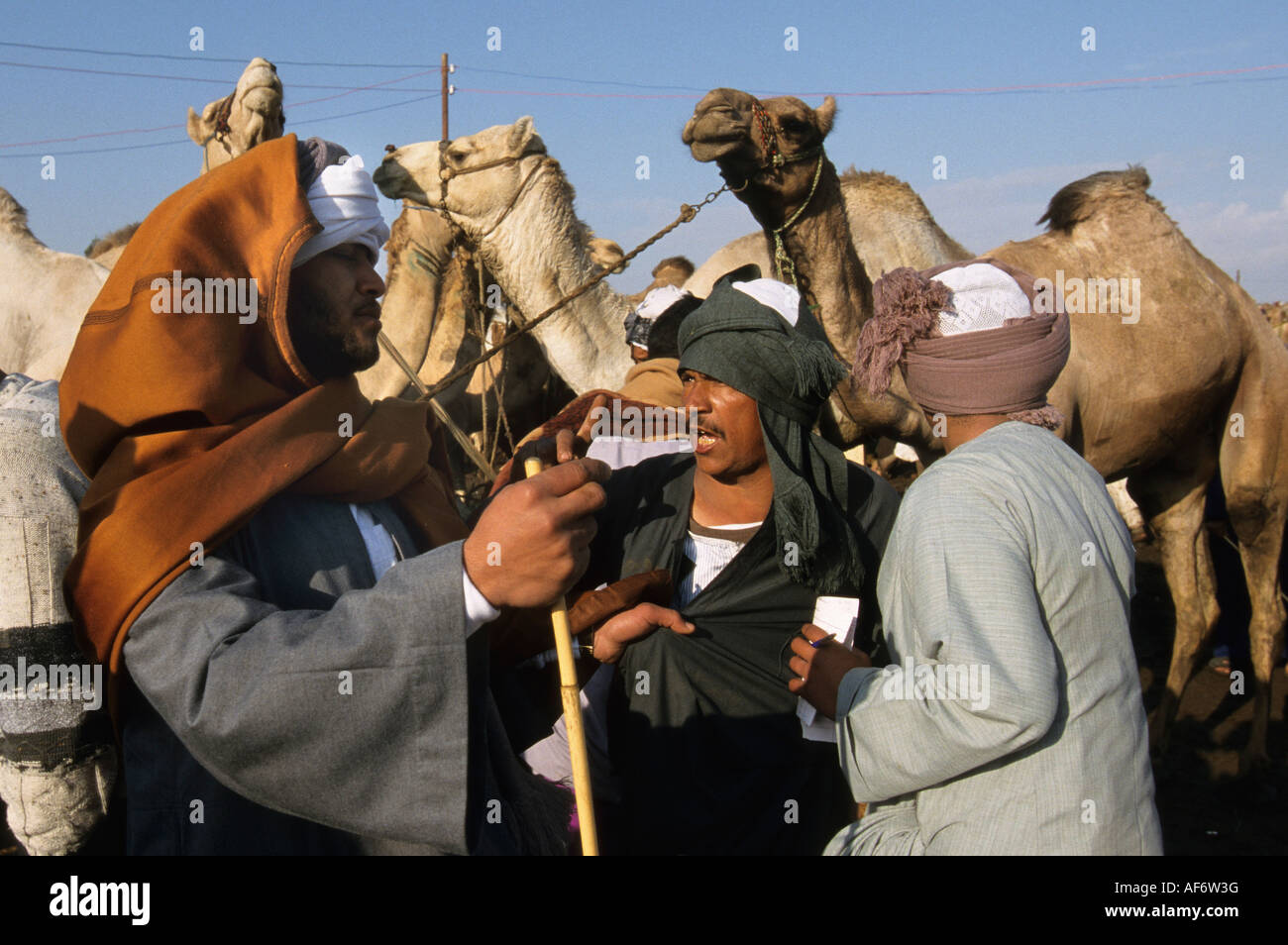 Egypte Le Caire Hommes négocier de marché aux chameaux Banque D'Images