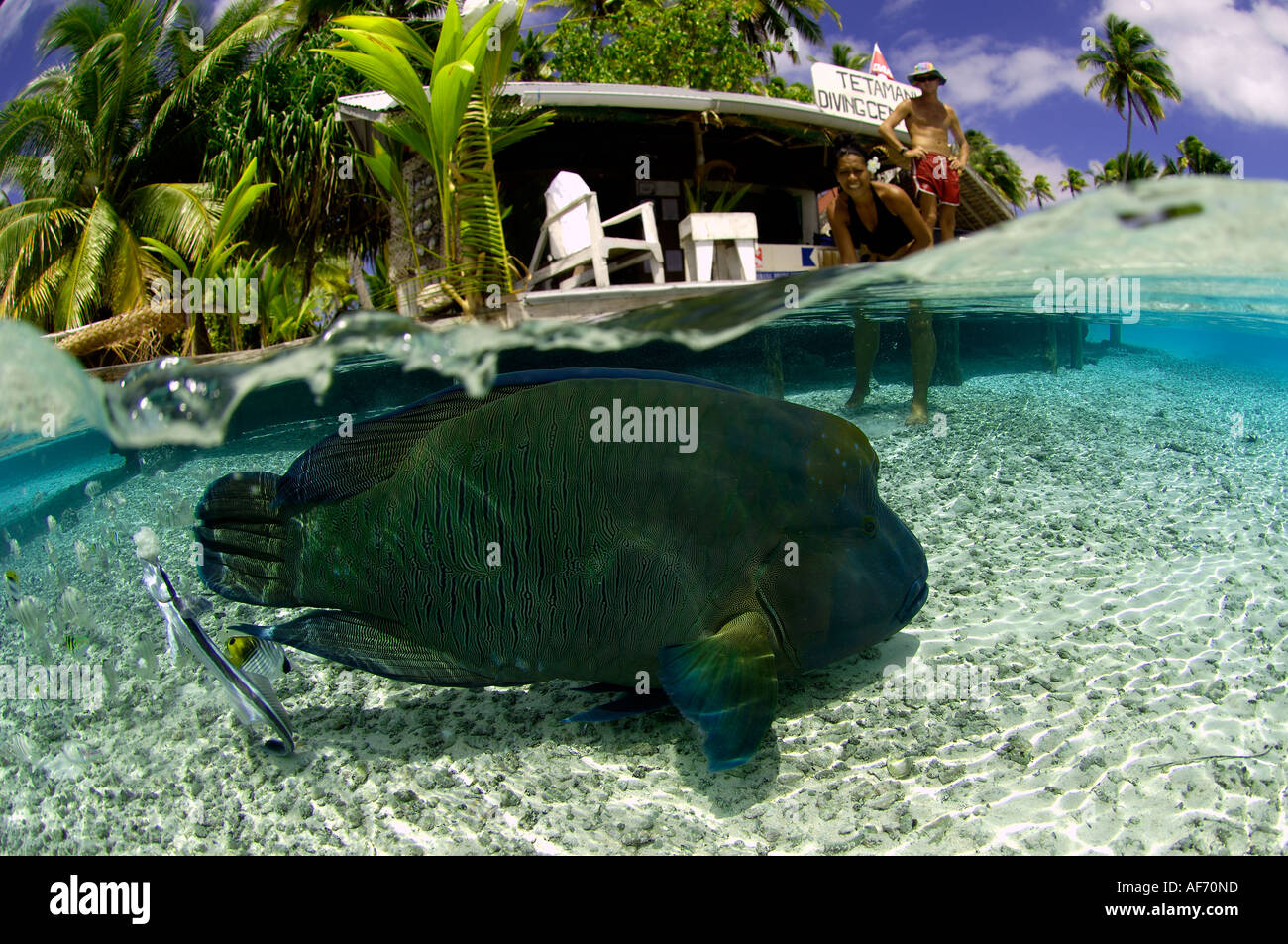 Un sauvage le Napoléon Cheilinus undulatus approche le cuisinier à Tetamanu Village un camp de plongée à distance dans le sud Col de Fakar Banque D'Images