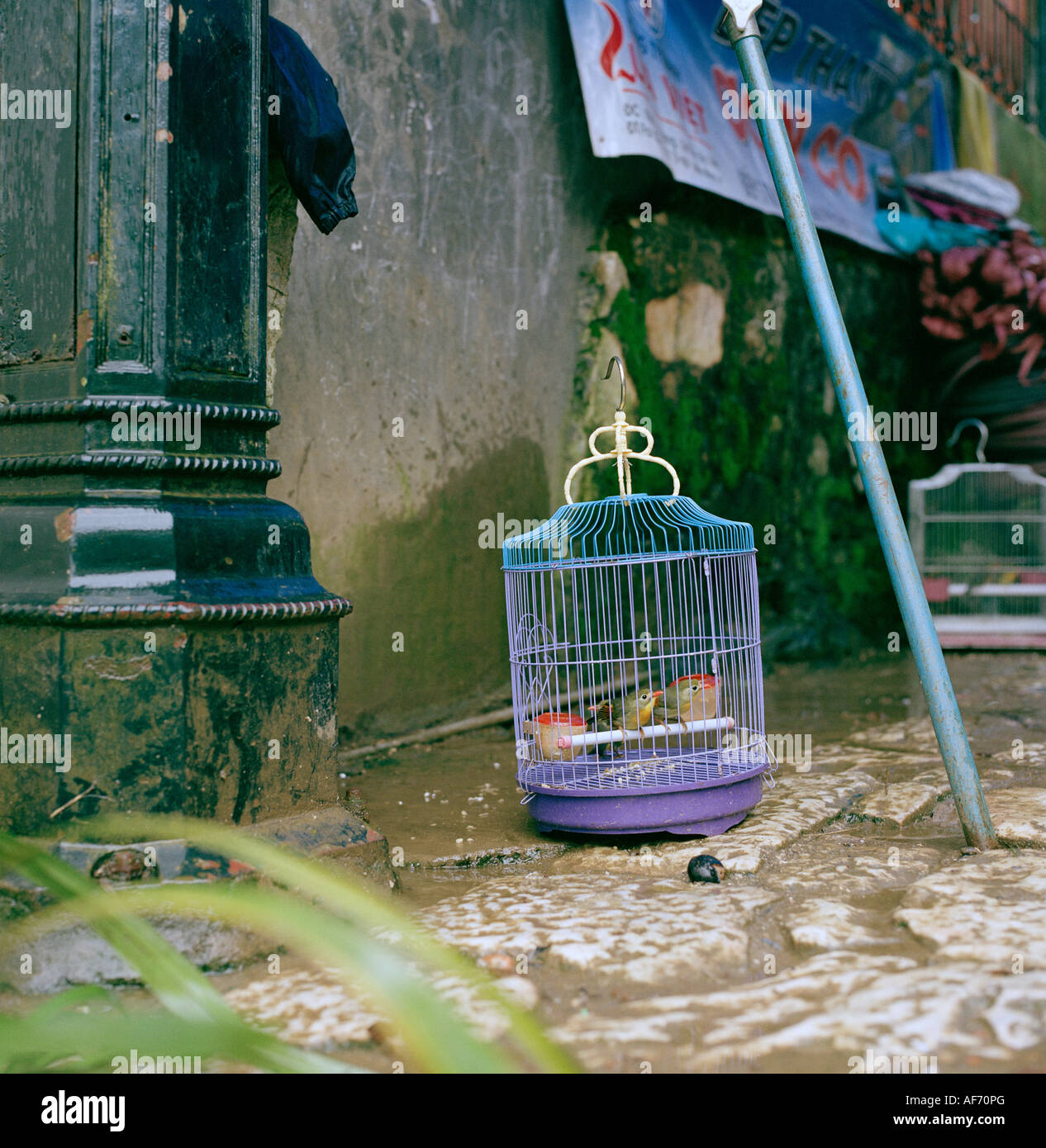 La photographie de voyage - oiseaux en cage dans le marché dans le vieux français station de colline de Sapa au nord du Vietnam en Asie du Sud-Est Extrême-Orient. Wanderlust Banque D'Images