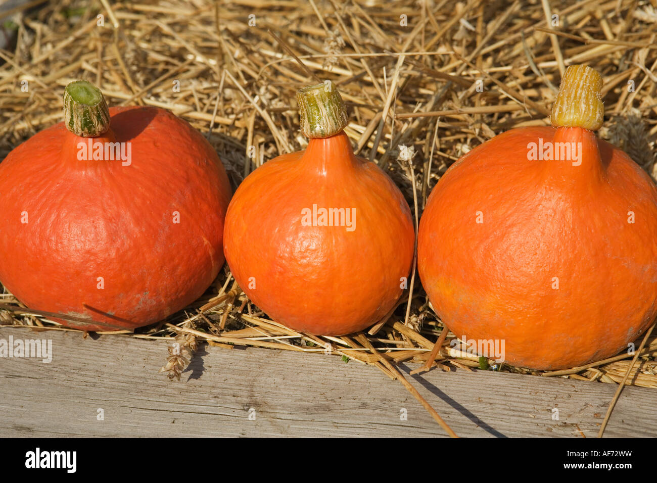 Les citrouilles dans le jardin sur l'Île Djurgarden Stockholm Suède Banque D'Images