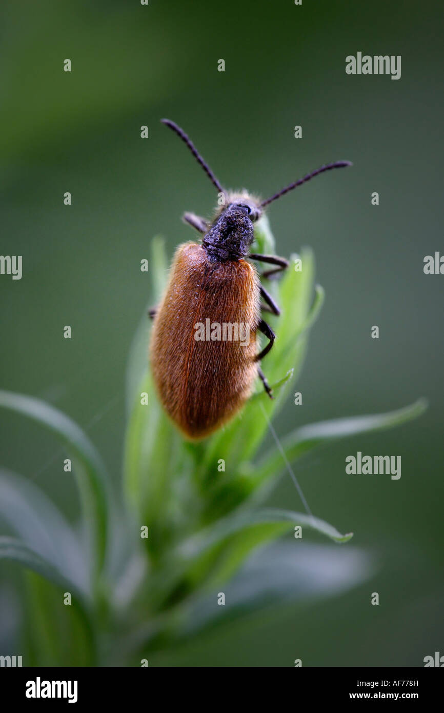 Darkling Beetle Lagria hirta () Banque D'Images