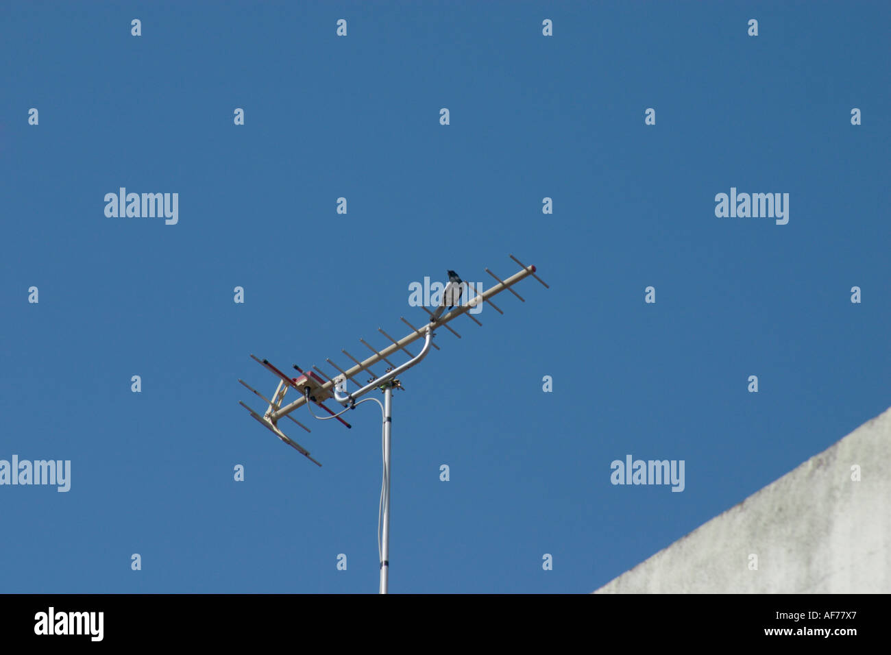 Bird se percher sur l'antenne TV Banque D'Images