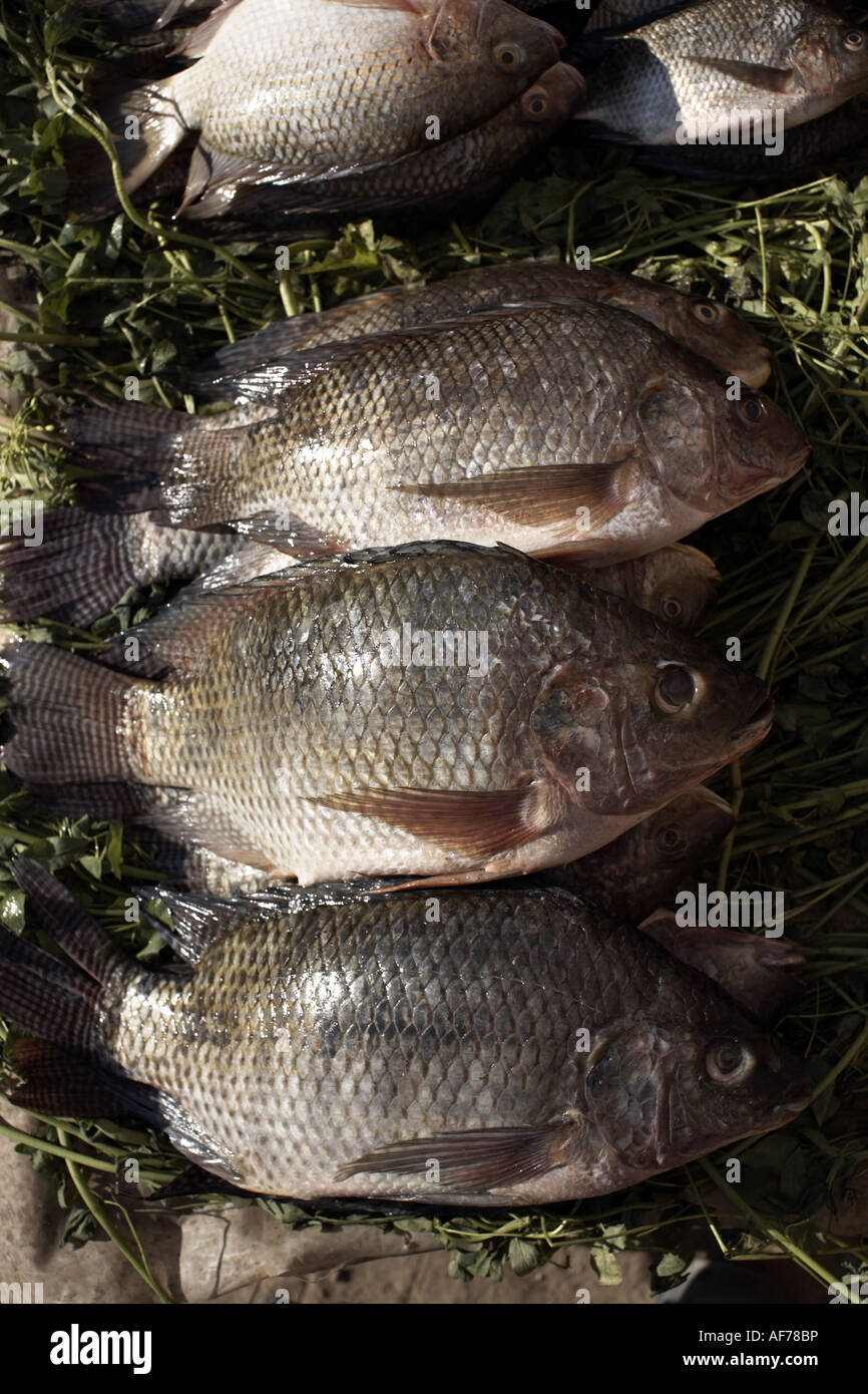 Nile perch Banque de photographies et d'images à haute résolution - Alamy