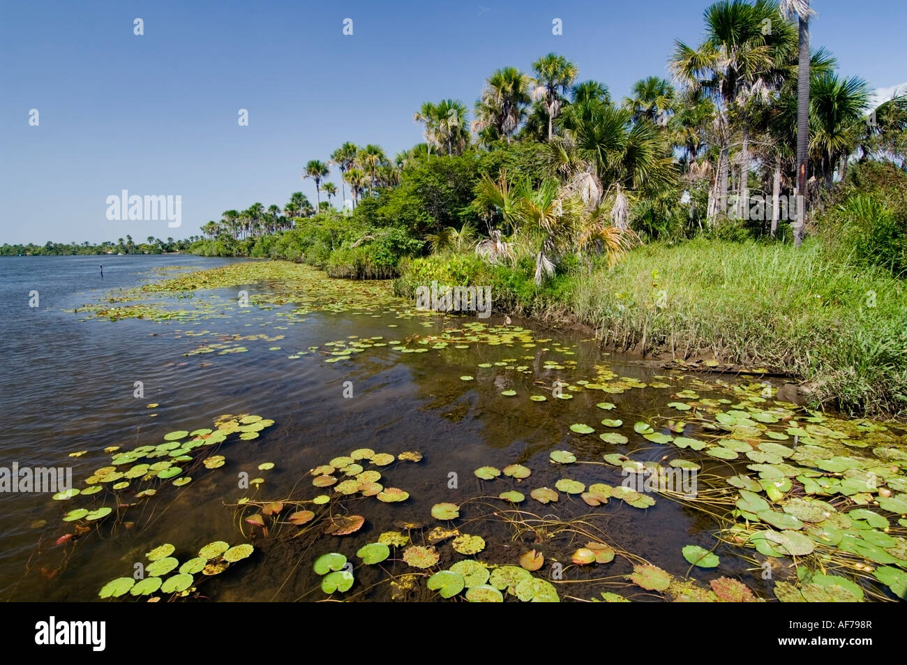 Water Lilies Barreirinhas Maranhão Brésil Banque D'Images
