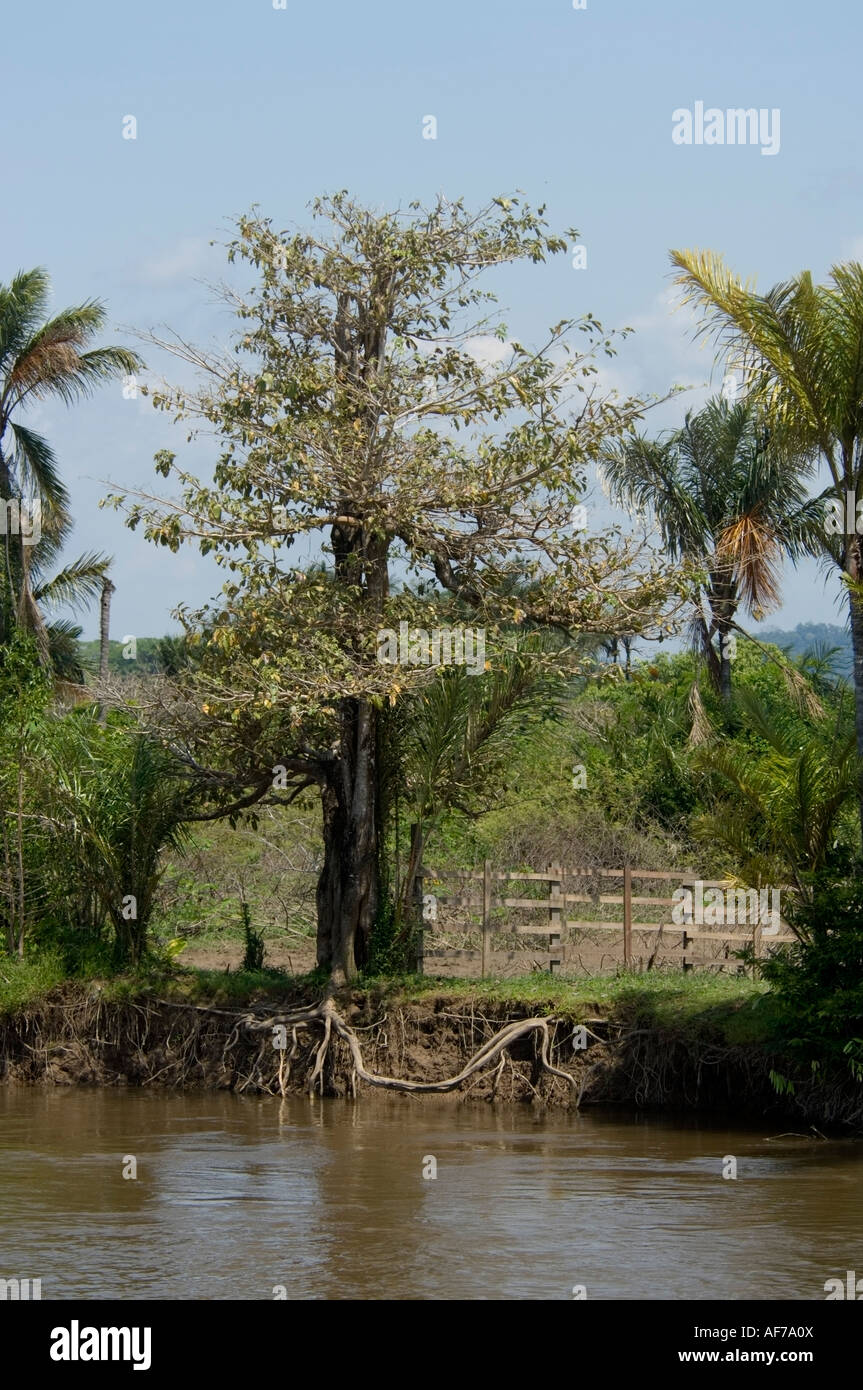 Les racines exposées à l'érosion sur les bords de la rivière Lago n'Maicá Santarém Pará au Brésil Banque D'Images