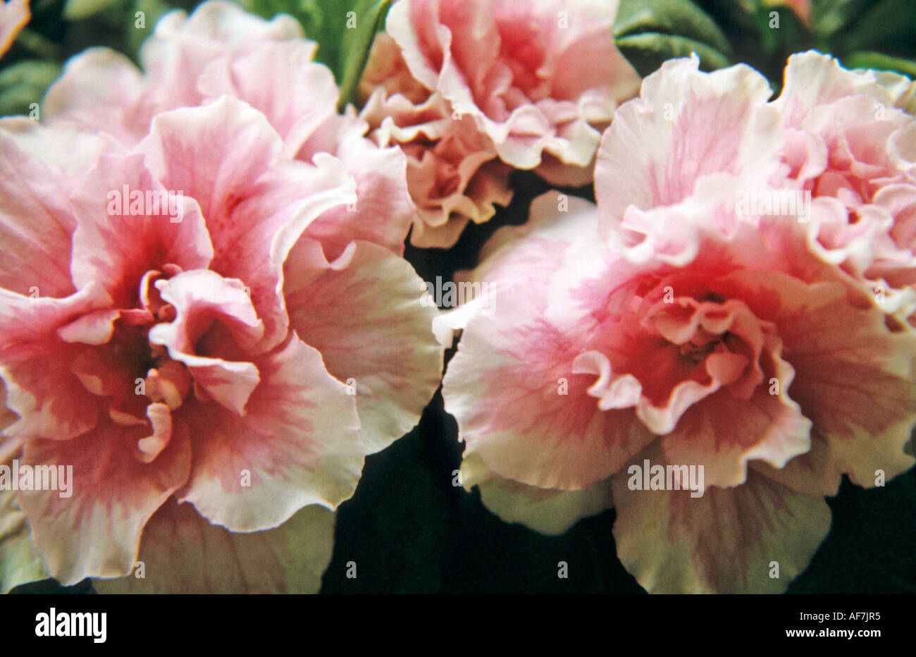 Close up d'azalées en fleurs Banque D'Images
