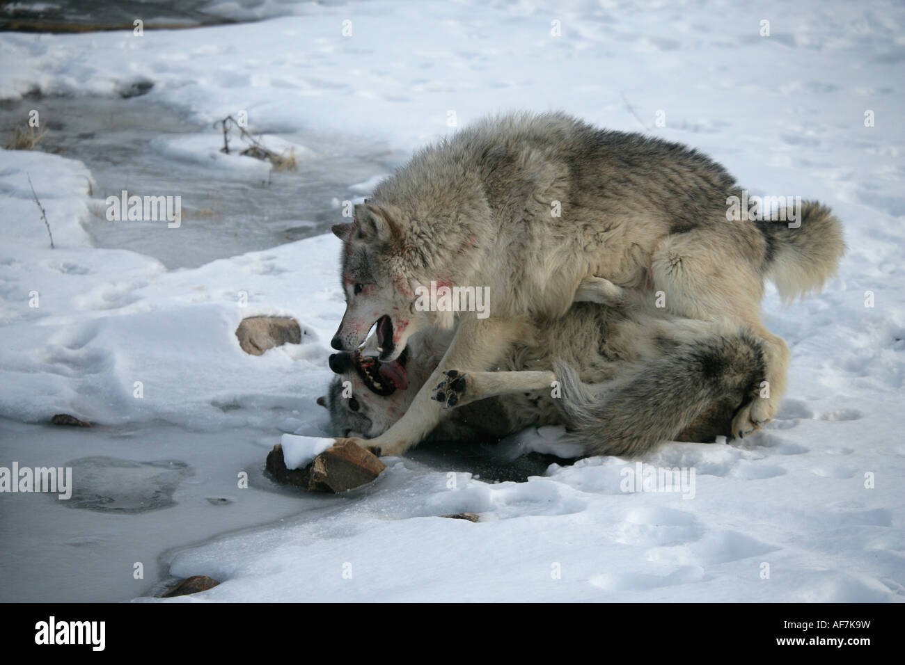 Loup Rival Combat de loups Banque de photographies et d’images à haute résolution ...