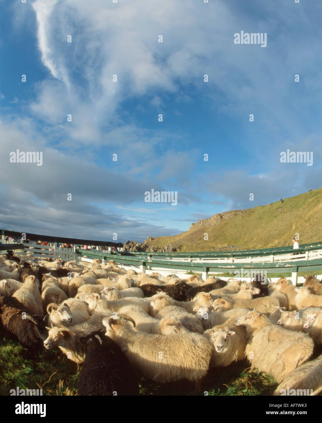 Moutons dans les stylos sur la péninsule de Vatnsnes au nord de Hvammstangi, nord de l'Islande, après la collecte d'automne. Banque D'Images