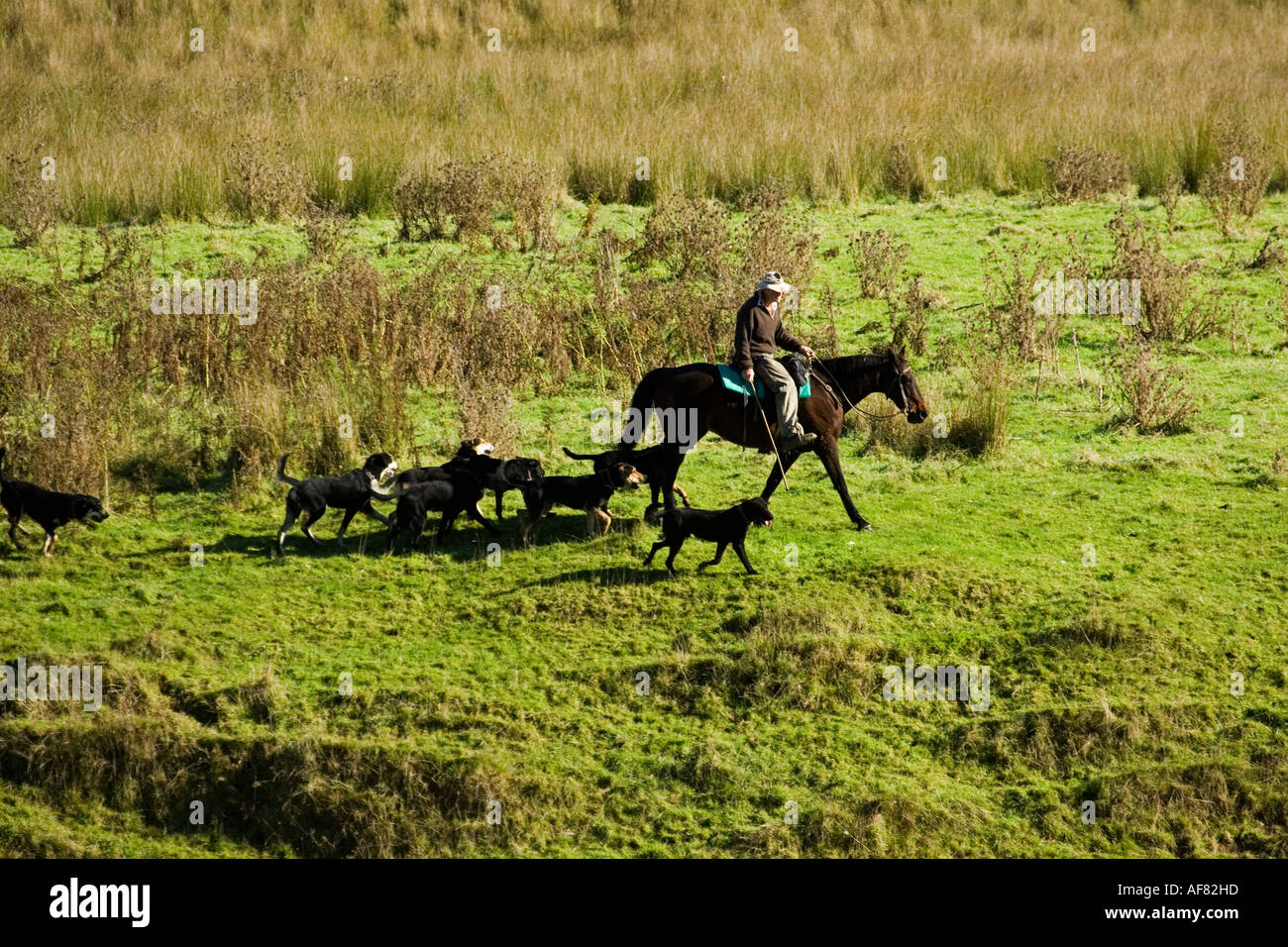 Un paysan sur le cheval et les chiens de ferme le rassemblement sur les terres agricoles par Mangawhero Wanganui River Road près de Raetihi Wanganui en Nouvelle-Zélande Banque D'Images