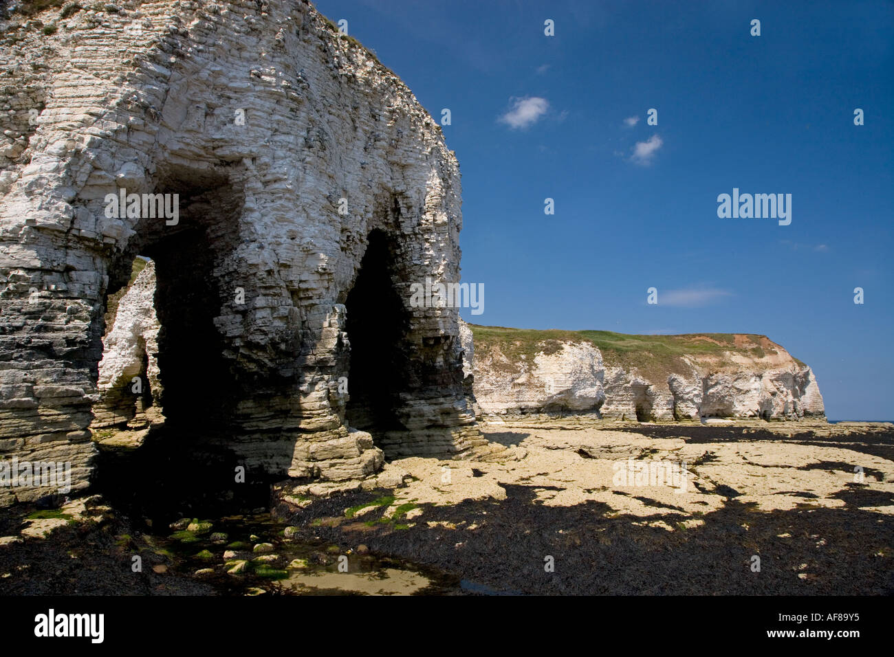 Falaises calcaires Flamborough Yorkshire UK Juillet Banque D'Images