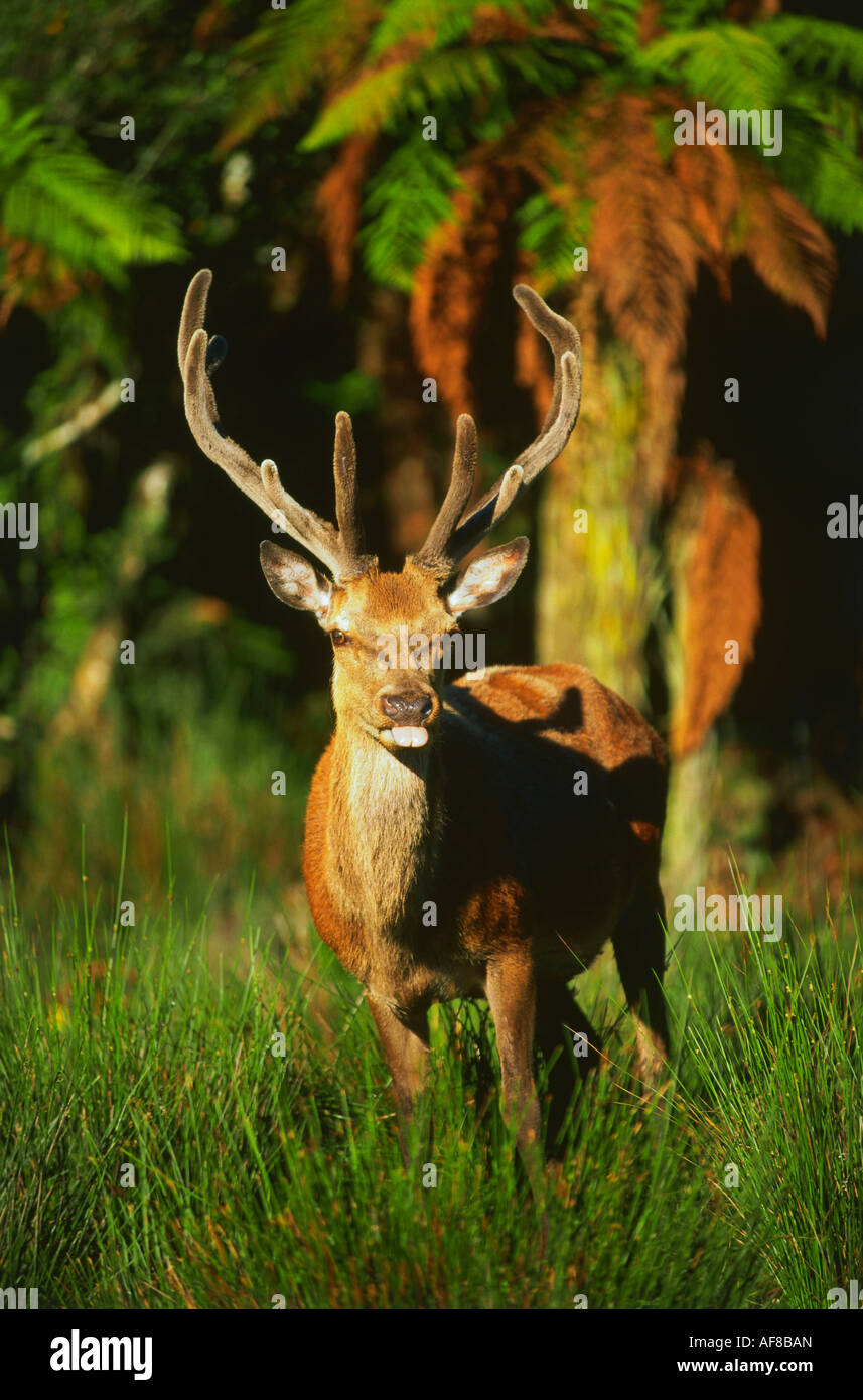 Un Red Deer, côte ouest, près de Hokitika, île du Nord, Nouvelle-Zélande Banque D'Images