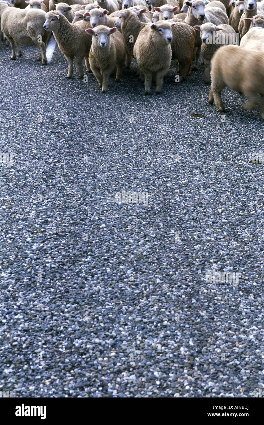 Un troupeau de moutons, les range selle, col de montagne, Cardrona, île du Sud, Nouvelle-Zélande Banque D'Images