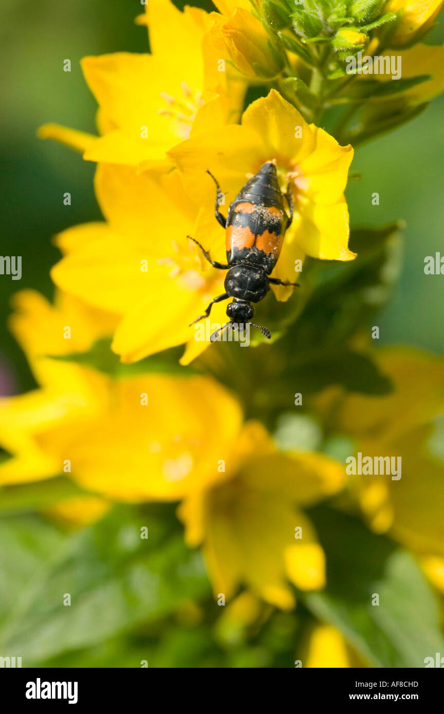 Un insecte qui pond ses œufs sur des animaux morts, Nicrophorus Vespilloides Banque D'Images