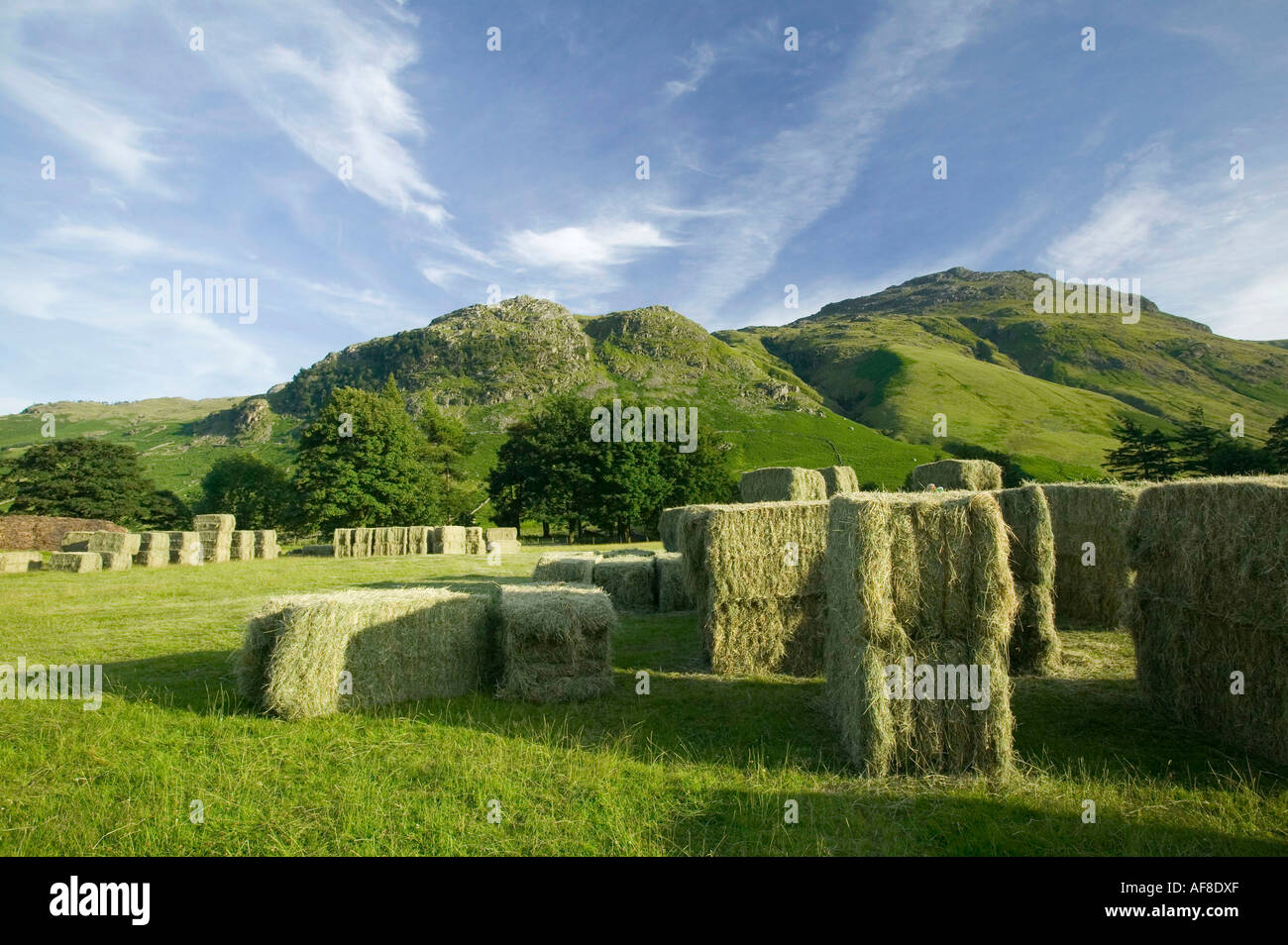 Bottes de foin sur une colline ferme à la tête de la vallée de Langdale, Lake district, UK Banque D'Images