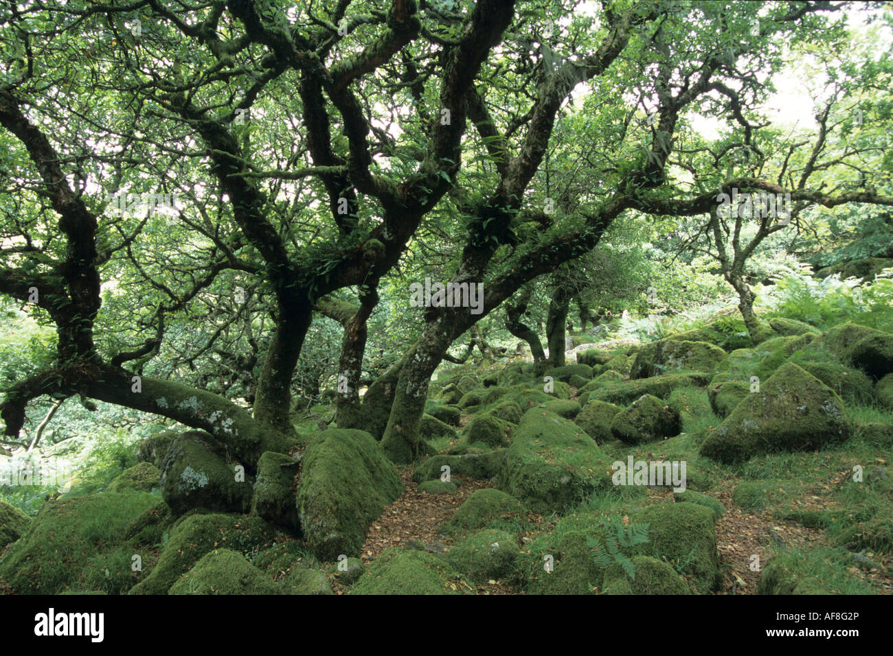 Chênes à Wistman's Wood, Dartmoor National Park, près de deux ponts, Devon, Angleterre Banque D'Images