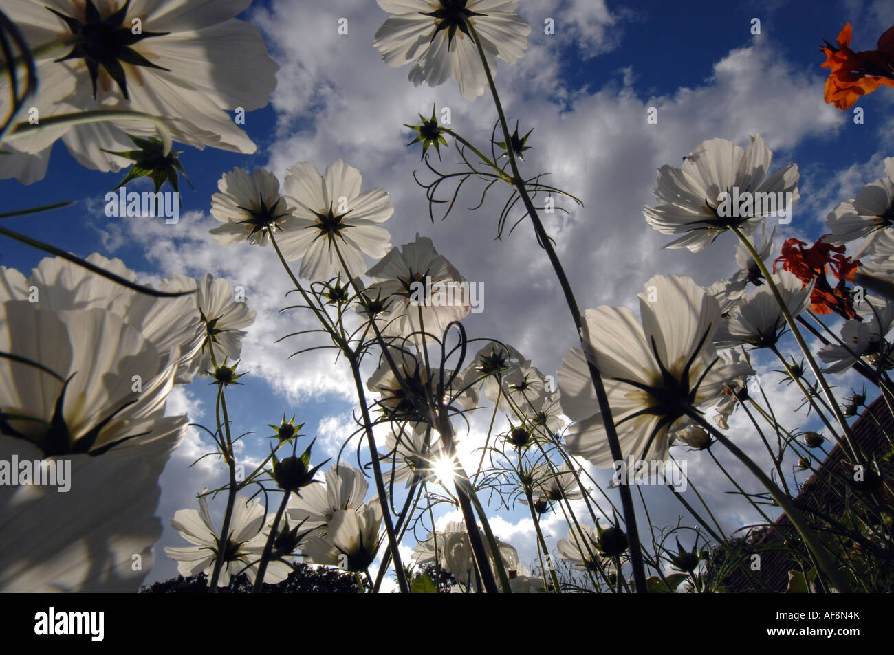 Nuages de cosmos blanc des fleurs dans un jardin de campagne anglaise en été Banque D'Images