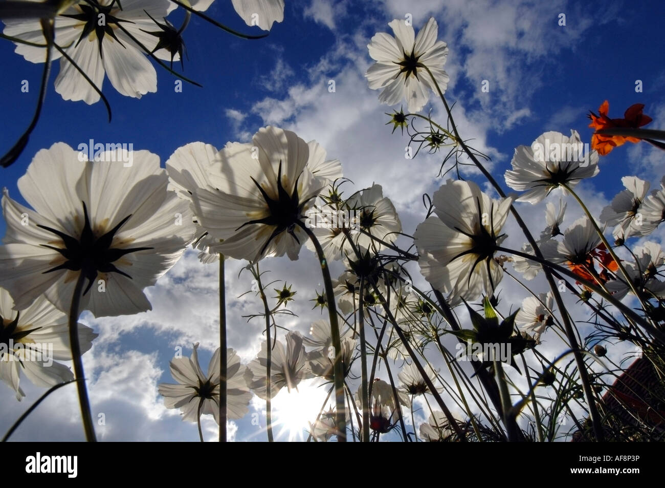 Nuages de cosmos blanc des fleurs dans un jardin de campagne anglaise en été Banque D'Images